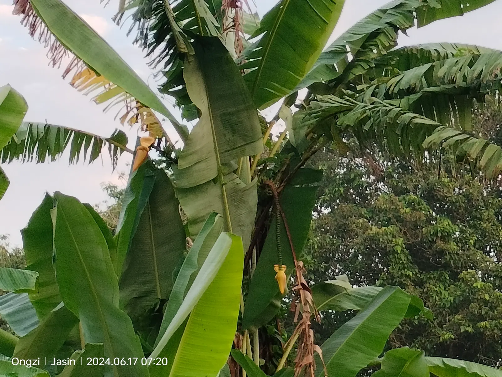 Dwarf Cavendish Banana (Musa Acuminata 'Dwarf Cavendish') — It's ideal for small gardens, featuring lush green leaves that can span up to 4 feet in length; are