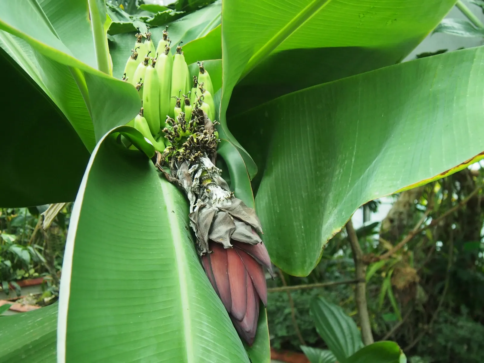 Dwarf Cavendish Banana (Musa Acuminata 'Dwarf Cavendish') — this banana variety is well-suited for smaller gardens or as a container-grown specimen; tropical