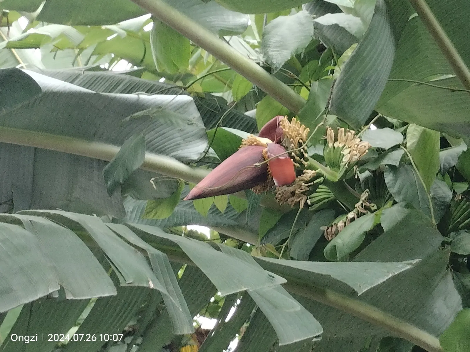 Dwarf Cavendish Banana (Musa Acuminata 'Dwarf Cavendish') — Throughout the growing season; are sweet and fully edible