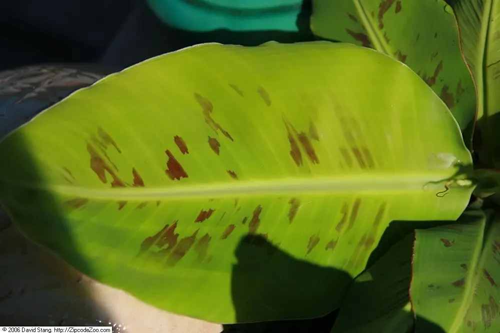 Dwarf Cavendish Banana (Musa Acuminata 'Dwarf Cavendish') — It's crucial to water regularly; are sweet and fully edible, image 79