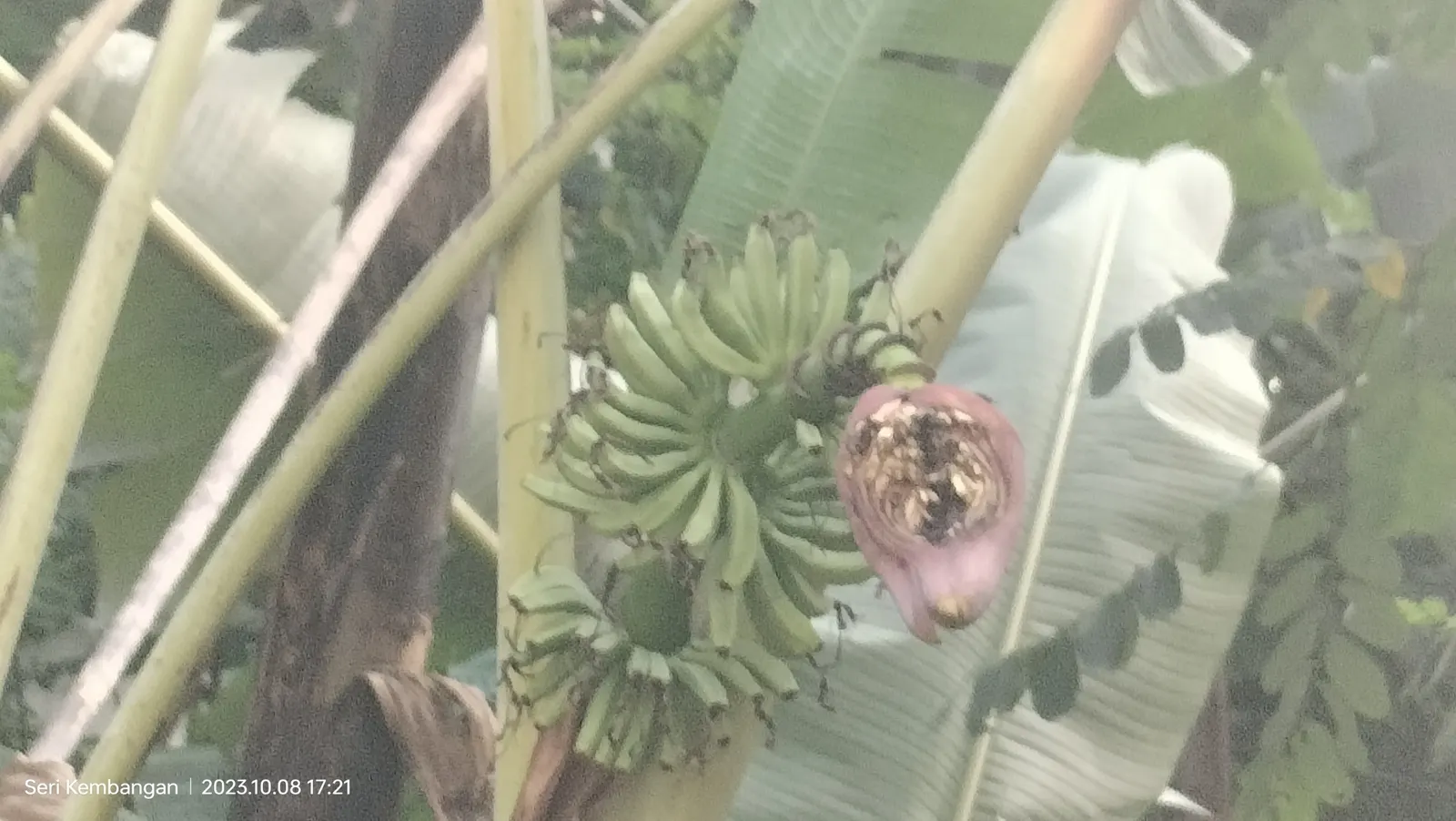 Dwarf Cavendish Banana (Musa Acuminata 'Dwarf Cavendish') — The Dwarf Cavendish Banana (Musa acuminata 'Dwarf Cavendish') is a compact tropical plant; this