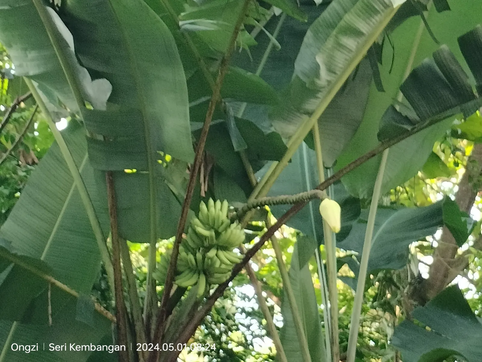 Dwarf Cavendish Banana (Musa Acuminata 'Dwarf Cavendish') — yellow flowers in the garden
