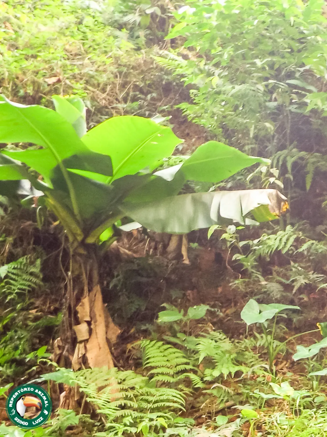 Dwarf Cavendish Banana (Musa Acuminata 'Dwarf Cavendish') — It's ideal for small gardens, featuring lush green leaves that can span up to 4 feet in length