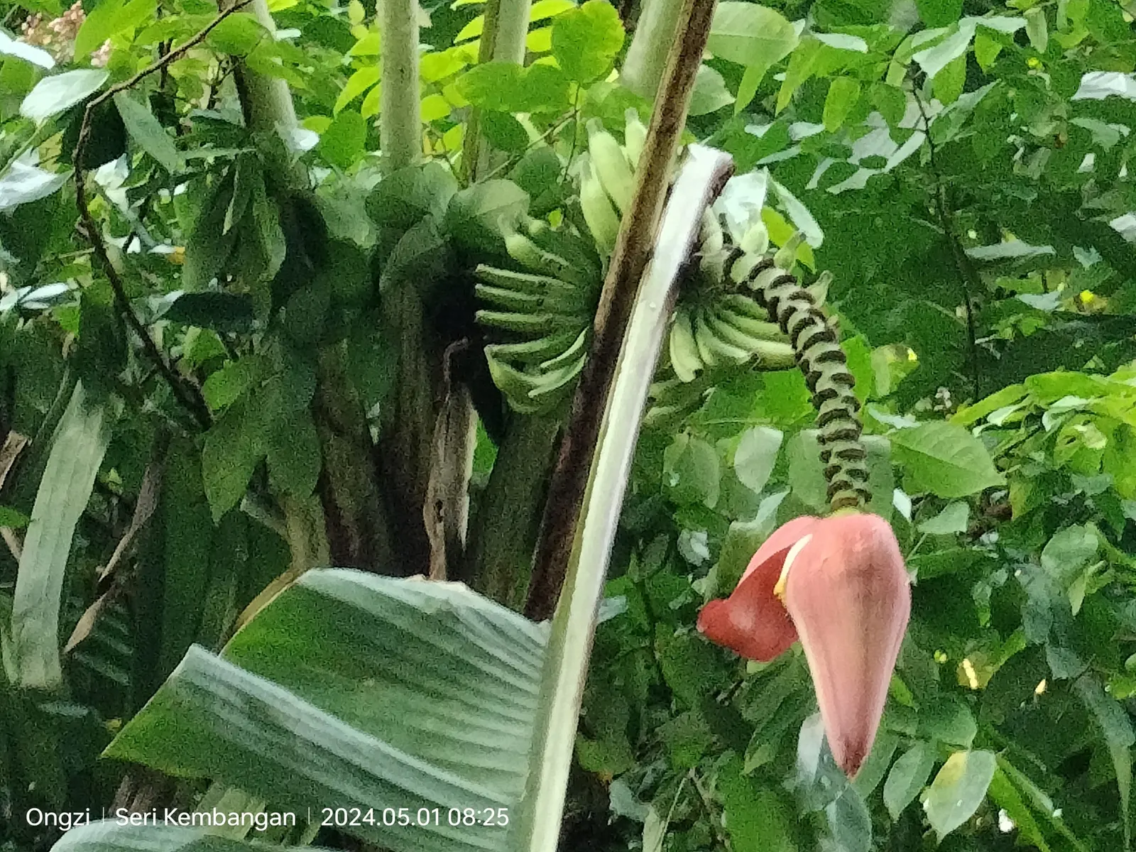 Dwarf Cavendish Banana (Musa Acuminata 'Dwarf Cavendish') — This variety produces sweet, edible bananas and thrives in full sun with well-draining soil