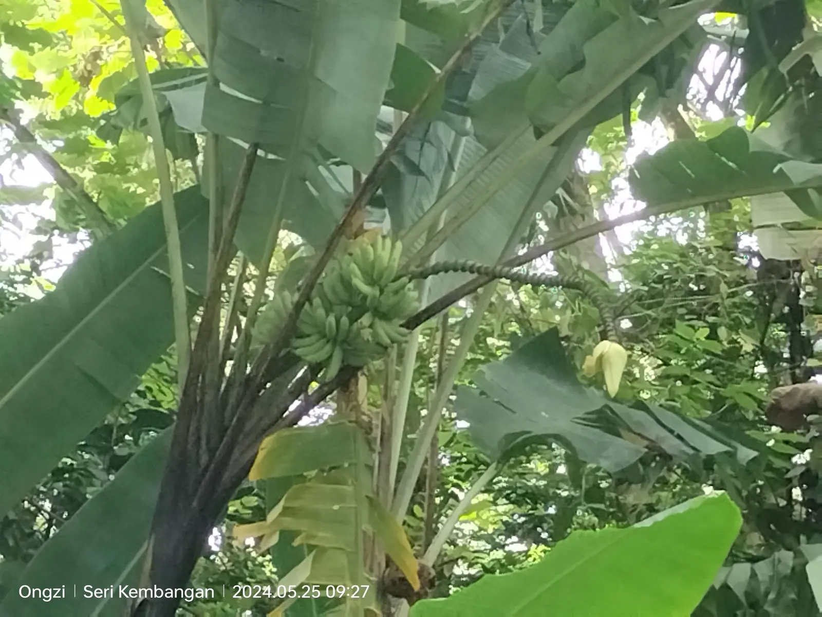 Dwarf Cavendish Banana (Musa Acuminata 'Dwarf Cavendish') — reaching 6-10 feet in height