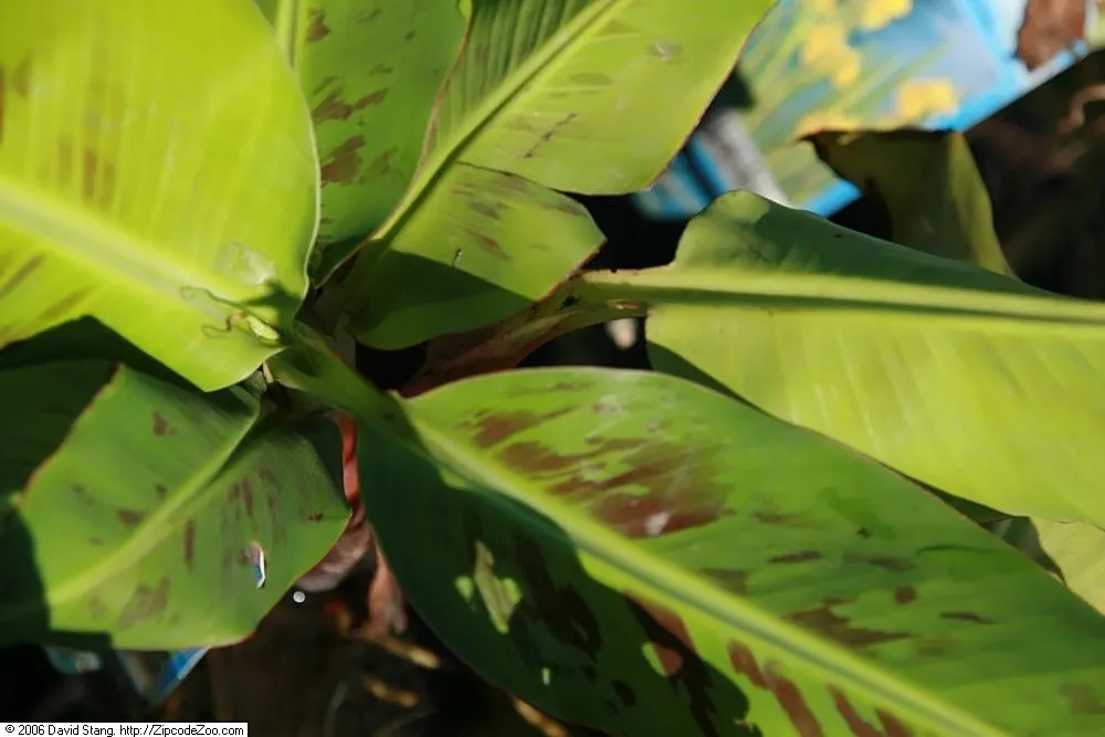 Dwarf Cavendish Banana (Musa Acuminata 'Dwarf Cavendish') — and prefers a well-draining; tropical vibe without the height of typical banana plants, image 78