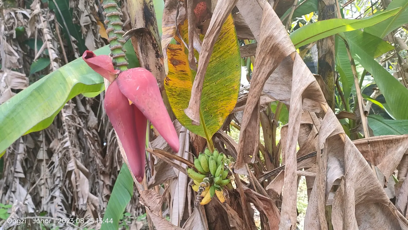 Dwarf Cavendish Banana (Musa Acuminata 'Dwarf Cavendish') — paddle-shaped leaves that are a vibrant green and can grow up to 3 feet in length; this variety