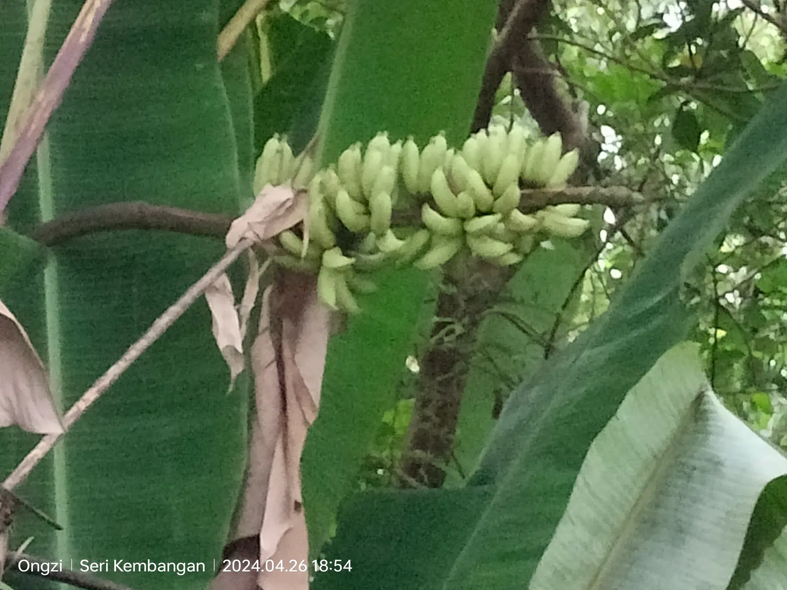Dwarf Cavendish Banana (Musa Acuminata 'Dwarf Cavendish') — Regular watering and fertilization are key for optimal growth; tropical vibe without the height of