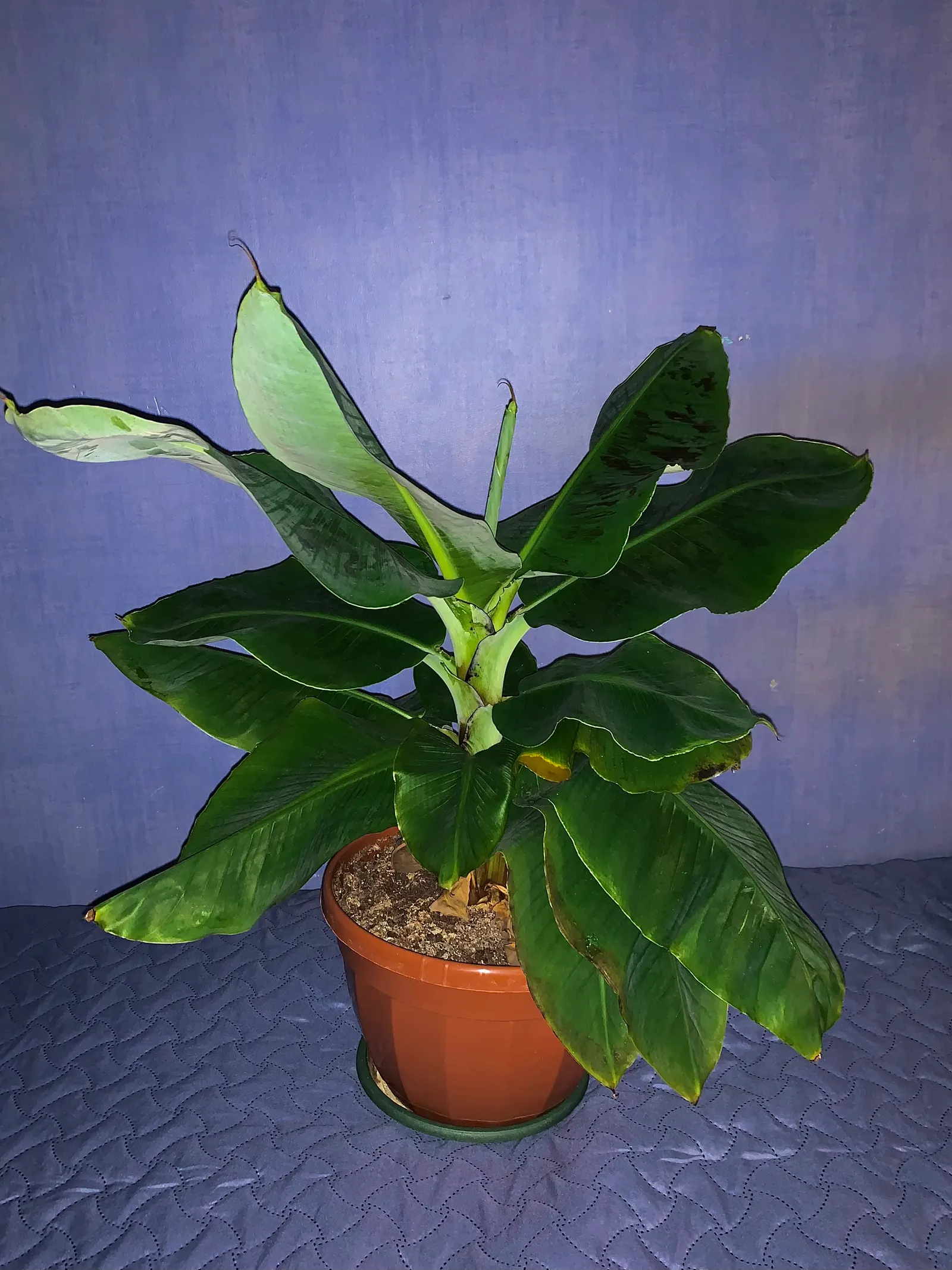 Dwarf Cavendish Banana (Musa Acuminata 'Dwarf Cavendish') — It's crucial to water regularly
