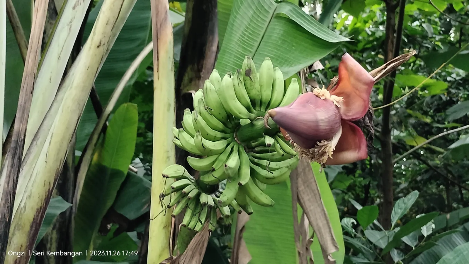 Dwarf Cavendish Banana (Musa Acuminata 'Dwarf Cavendish') — perennial for full or half