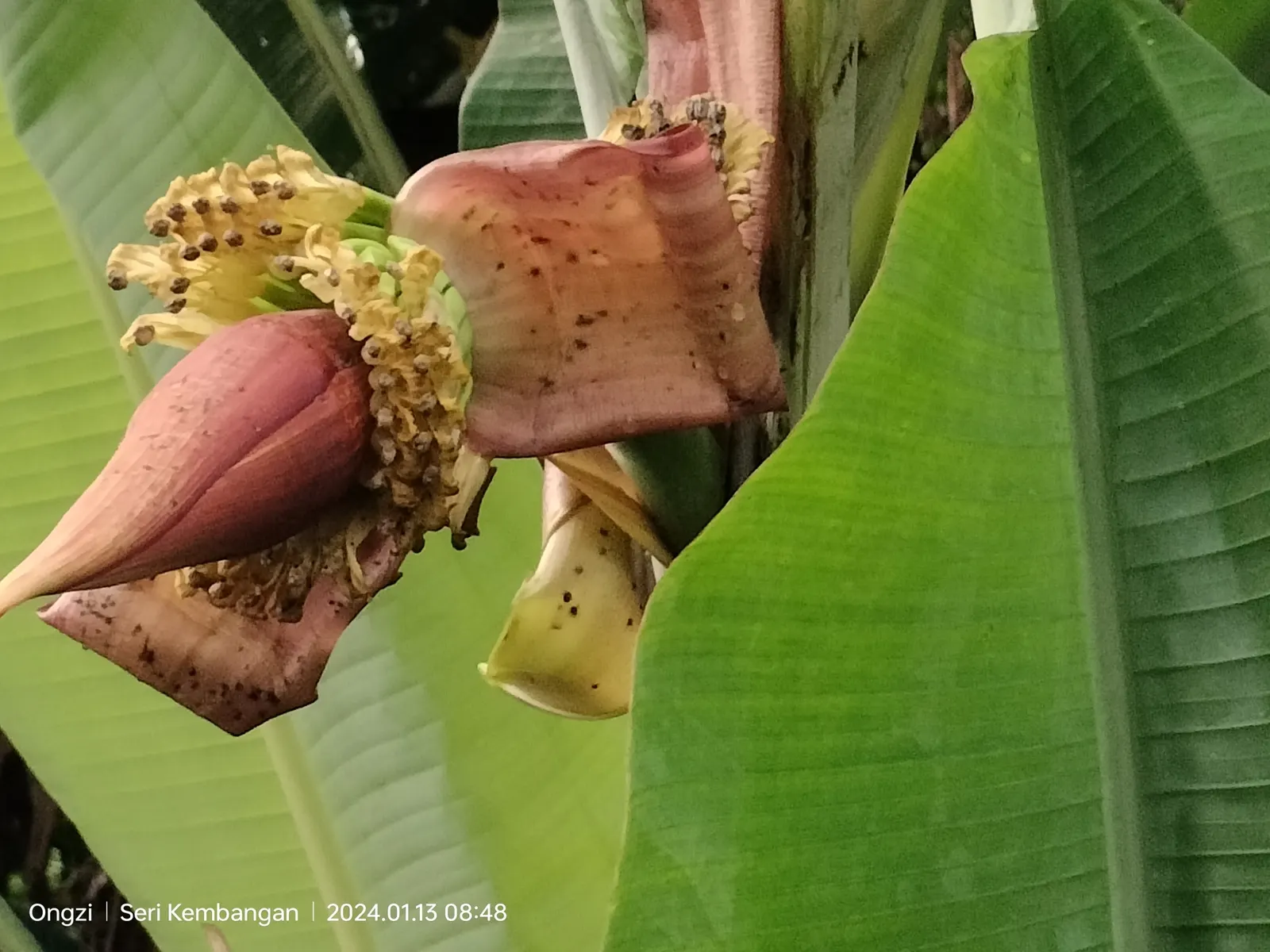 Dwarf Cavendish Banana (Musa Acuminata 'Dwarf Cavendish') — The Dwarf Cavendish Banana (Musa acuminata 'Dwarf Cavendish') is an ornamental cultivar, image 35
