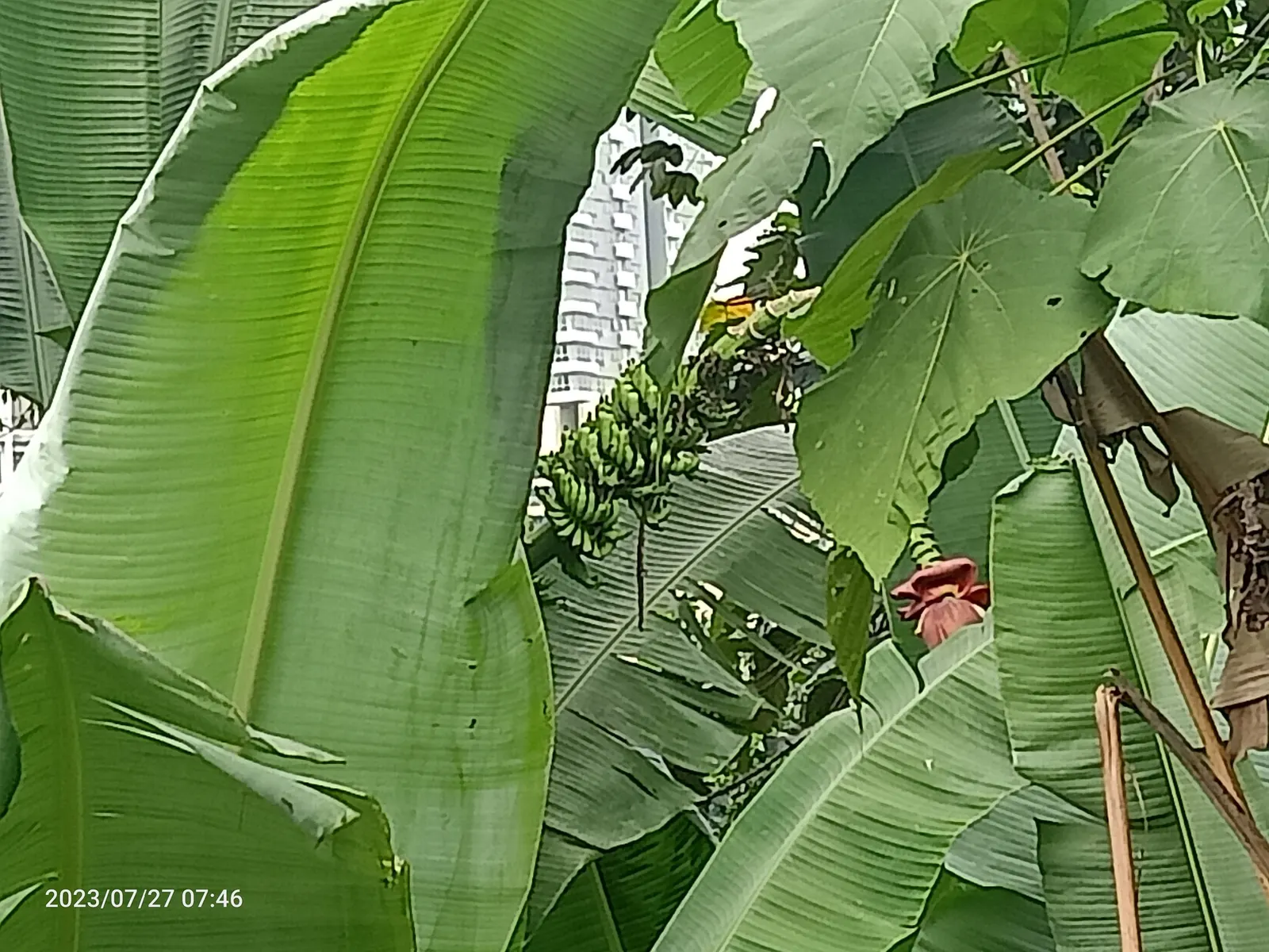 Dwarf Cavendish Banana (Musa Acuminata 'Dwarf Cavendish') — The foliage may develop characteristic horizontal tears, giving it a distinctive, image 42