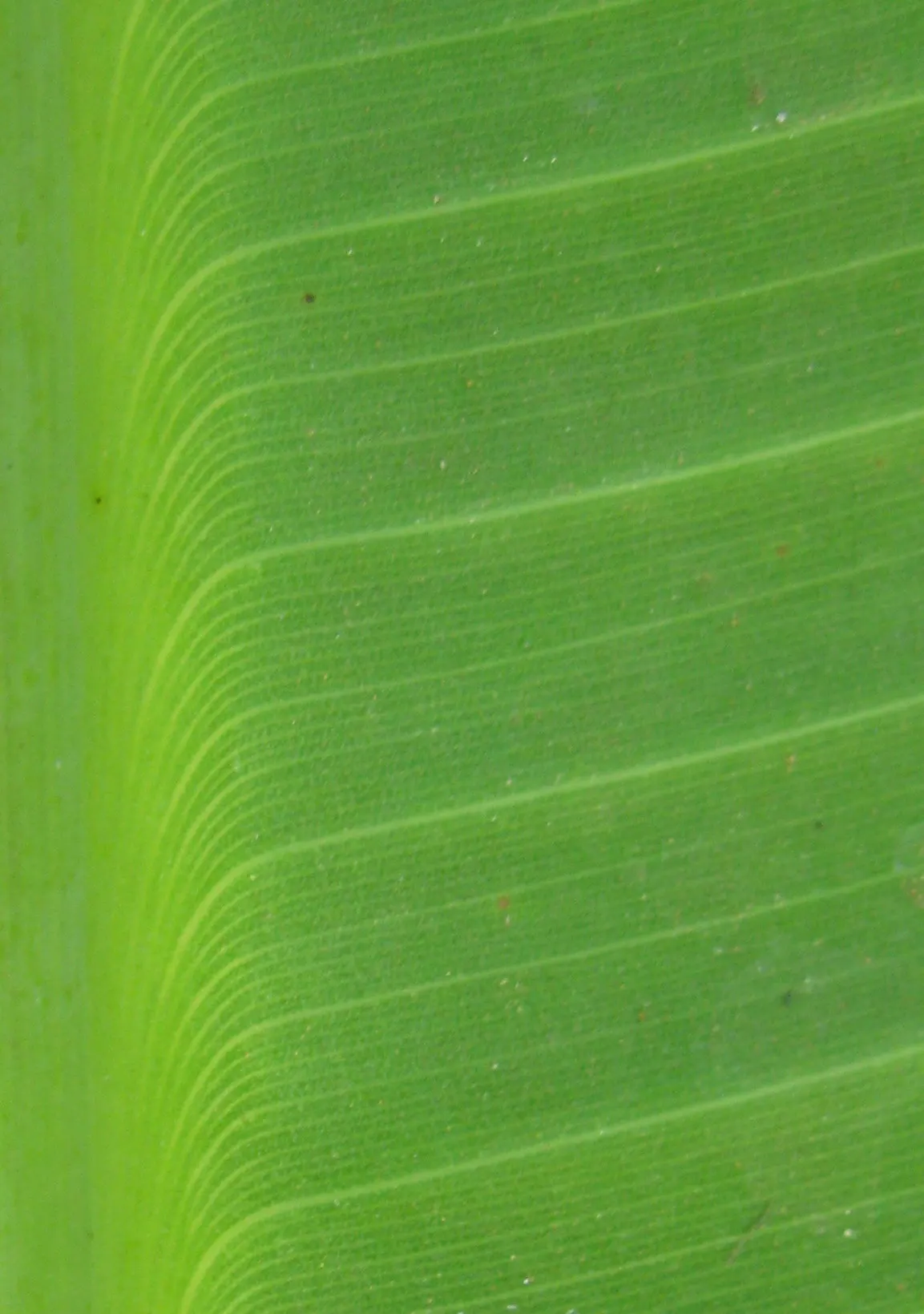 Dwarf Cavendish Banana (Musa Acuminata 'Dwarf Cavendish') — perennial with yellow blooms