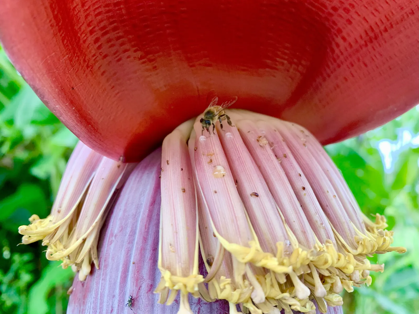 Dwarf Cavendish Banana (Musa Acuminata 'Dwarf Cavendish') — Hardy in USDA zones 10-11, it requires protection or indoor overwintering in cooler climates