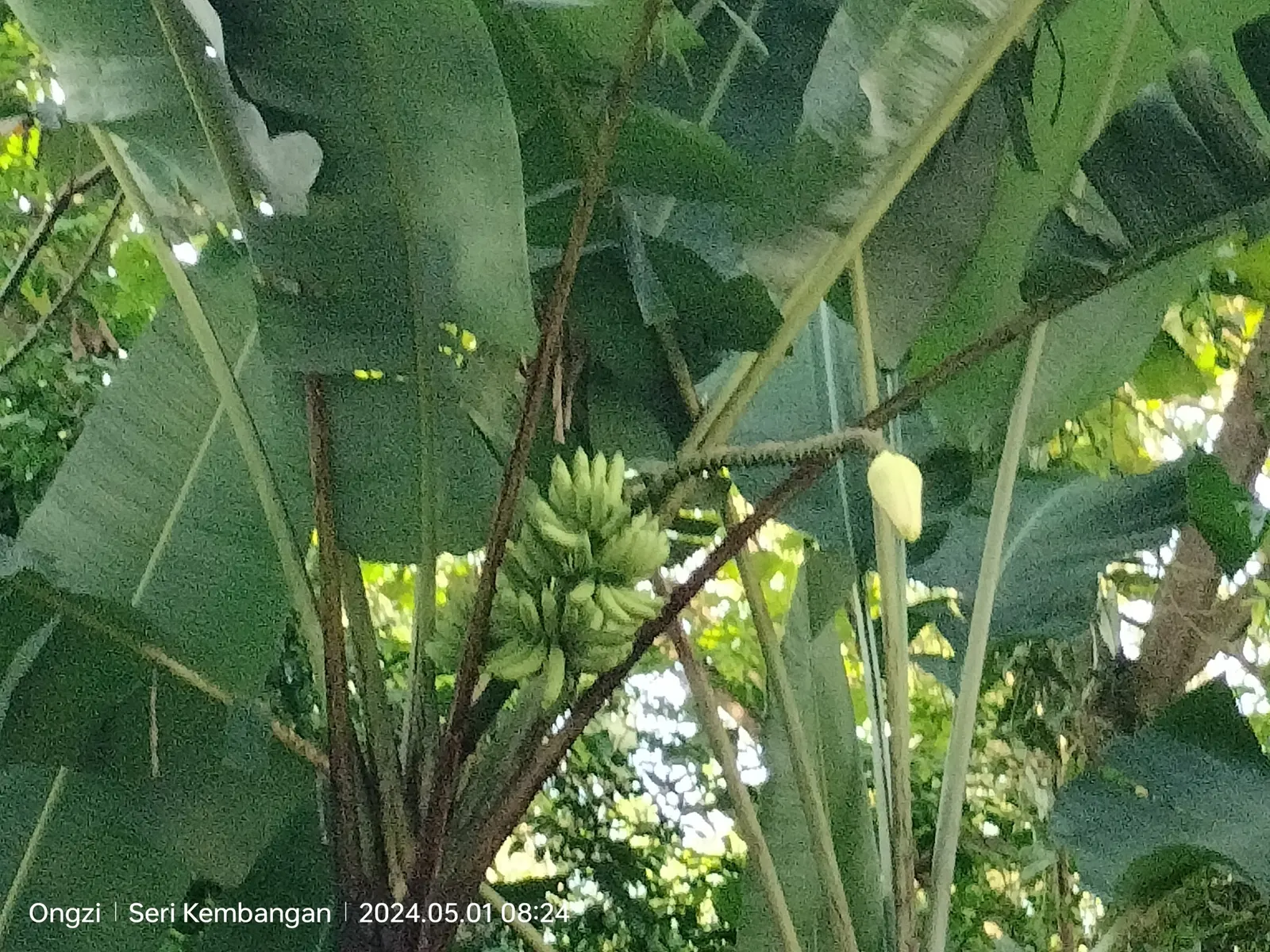 Dwarf Cavendish Banana (Musa Acuminata 'Dwarf Cavendish') — With a mature height ranging from 6 to 8 feet and a spread of 2 to 4 feet; this variety produces