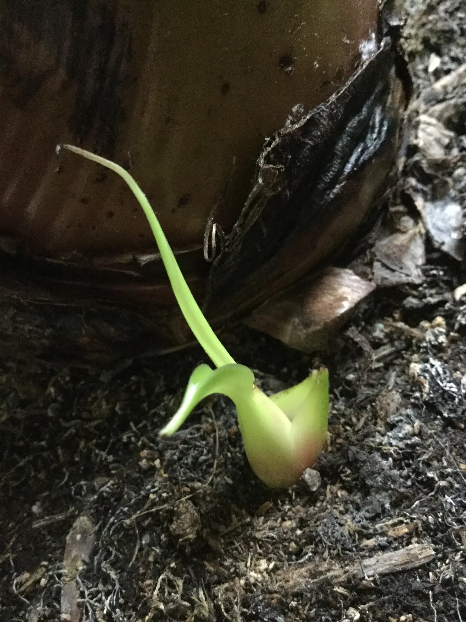 Dwarf Cavendish Banana (Musa Acuminata 'Dwarf Cavendish') — the plant necessitates ample sunlight