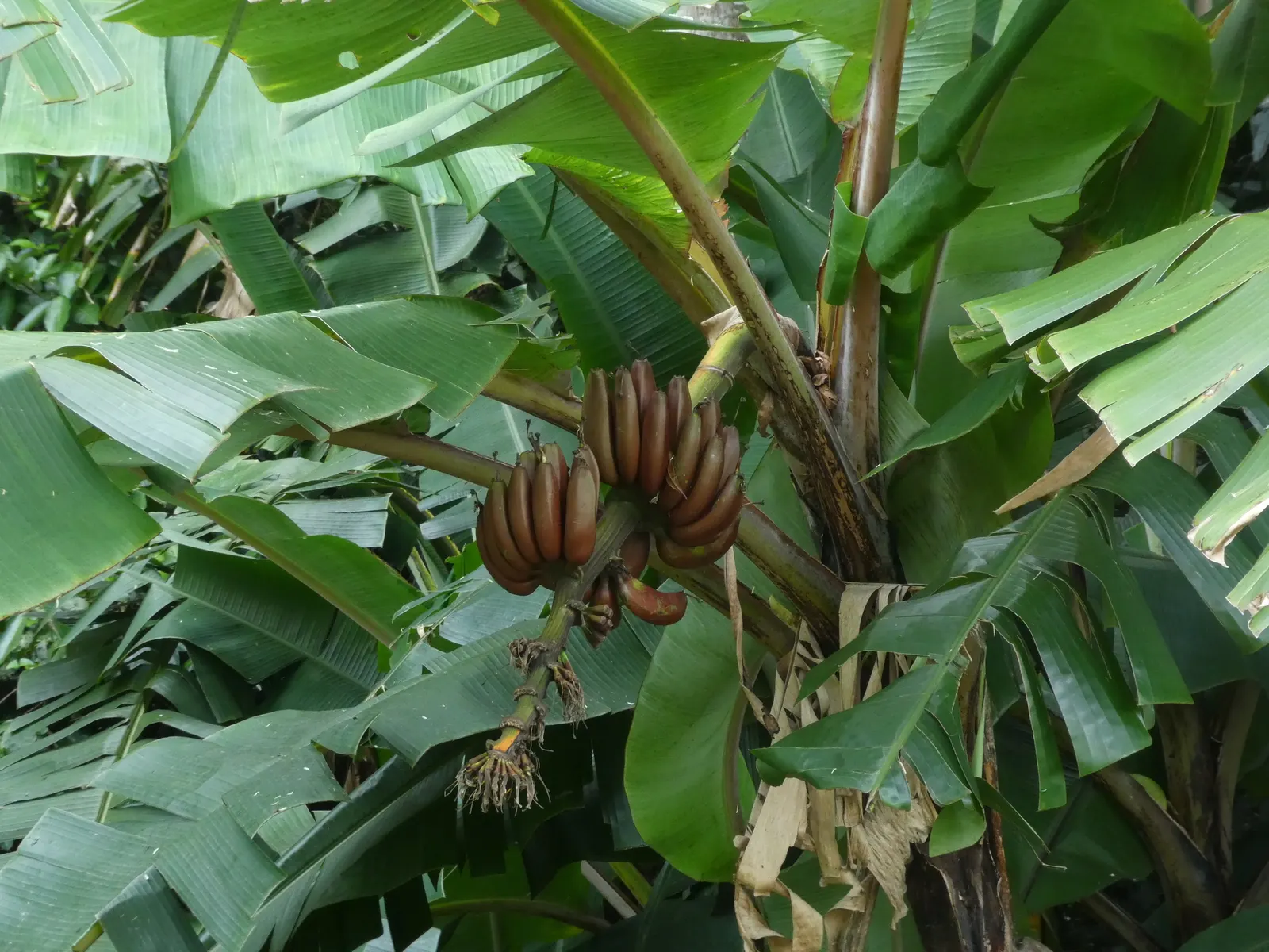 Dwarf Cavendish Banana (Musa Acuminata 'Dwarf Cavendish') — This variety produces sweet, edible bananas and thrives in full sun with well-draining soil; with