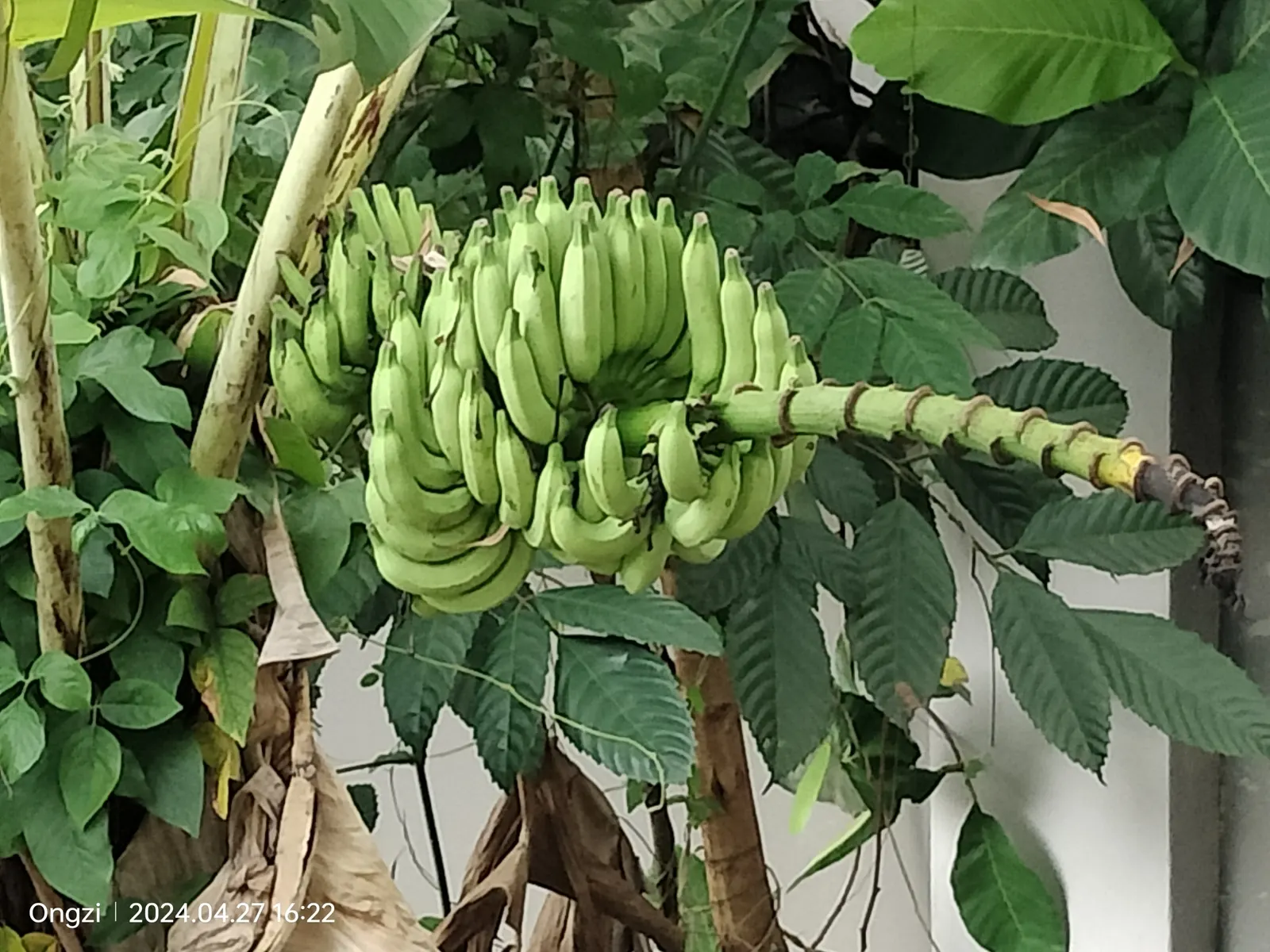 Dwarf Cavendish Banana (Musa Acuminata 'Dwarf Cavendish') — This compact perennial is a tropical plant and is hardy in the USDA hardiness zones 9, image 36