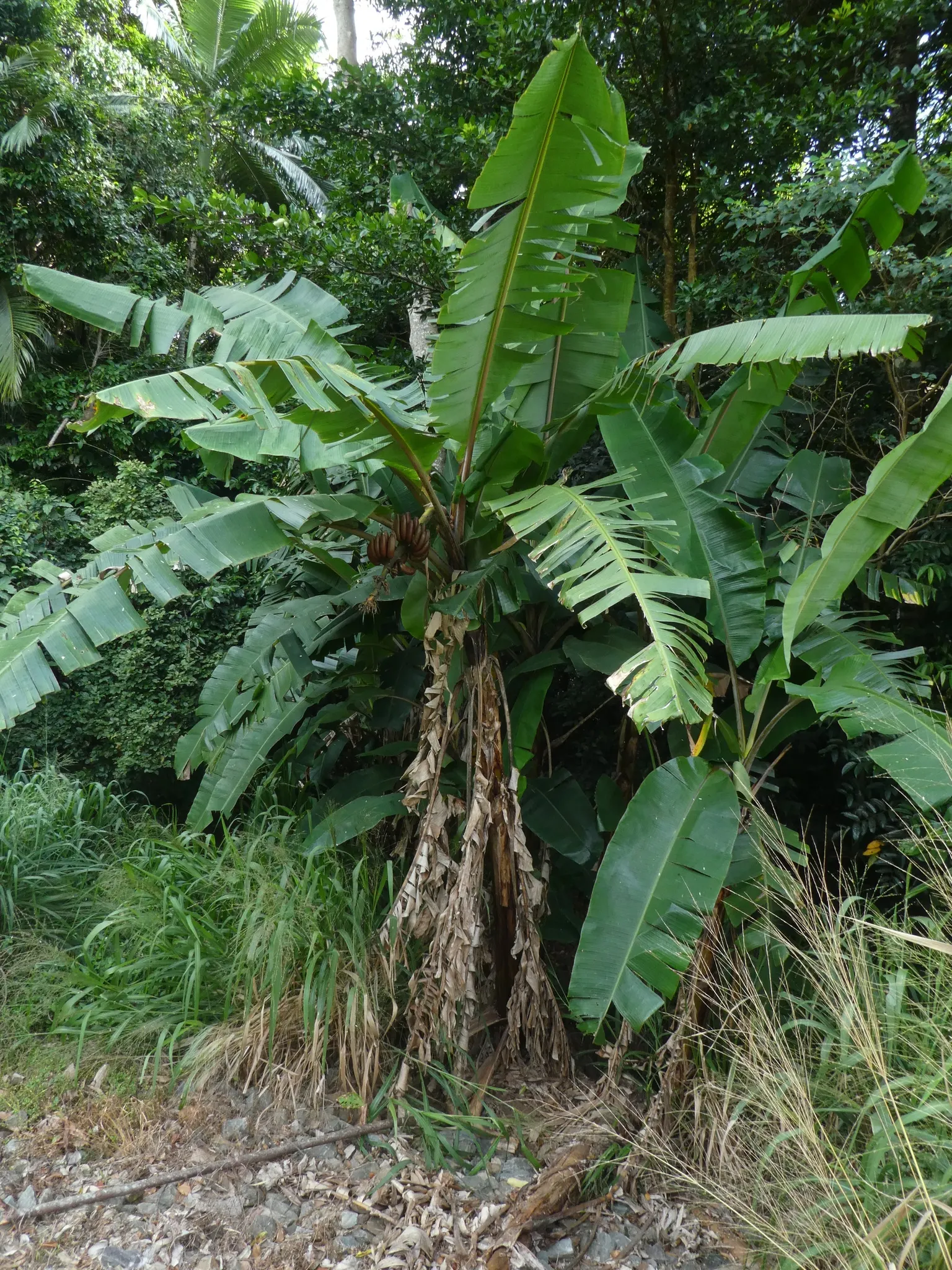 Dwarf Cavendish Banana (Musa Acuminata 'Dwarf Cavendish') — Hardy in USDA zones 10-11, it requires protection or indoor overwintering in cooler climates; this