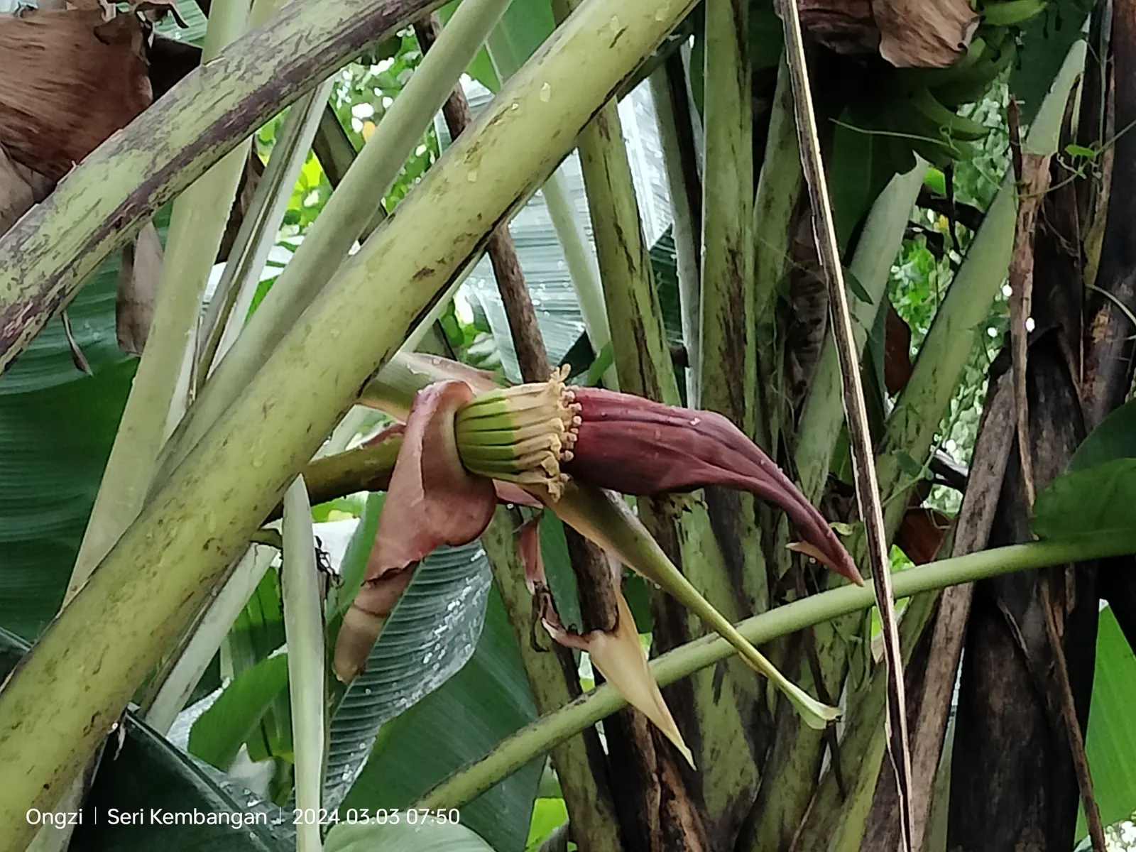 Dwarf Cavendish Banana (Musa Acuminata 'Dwarf Cavendish') — although smaller than commercial bananas; this variety produces sweet, edible bananas and thrives