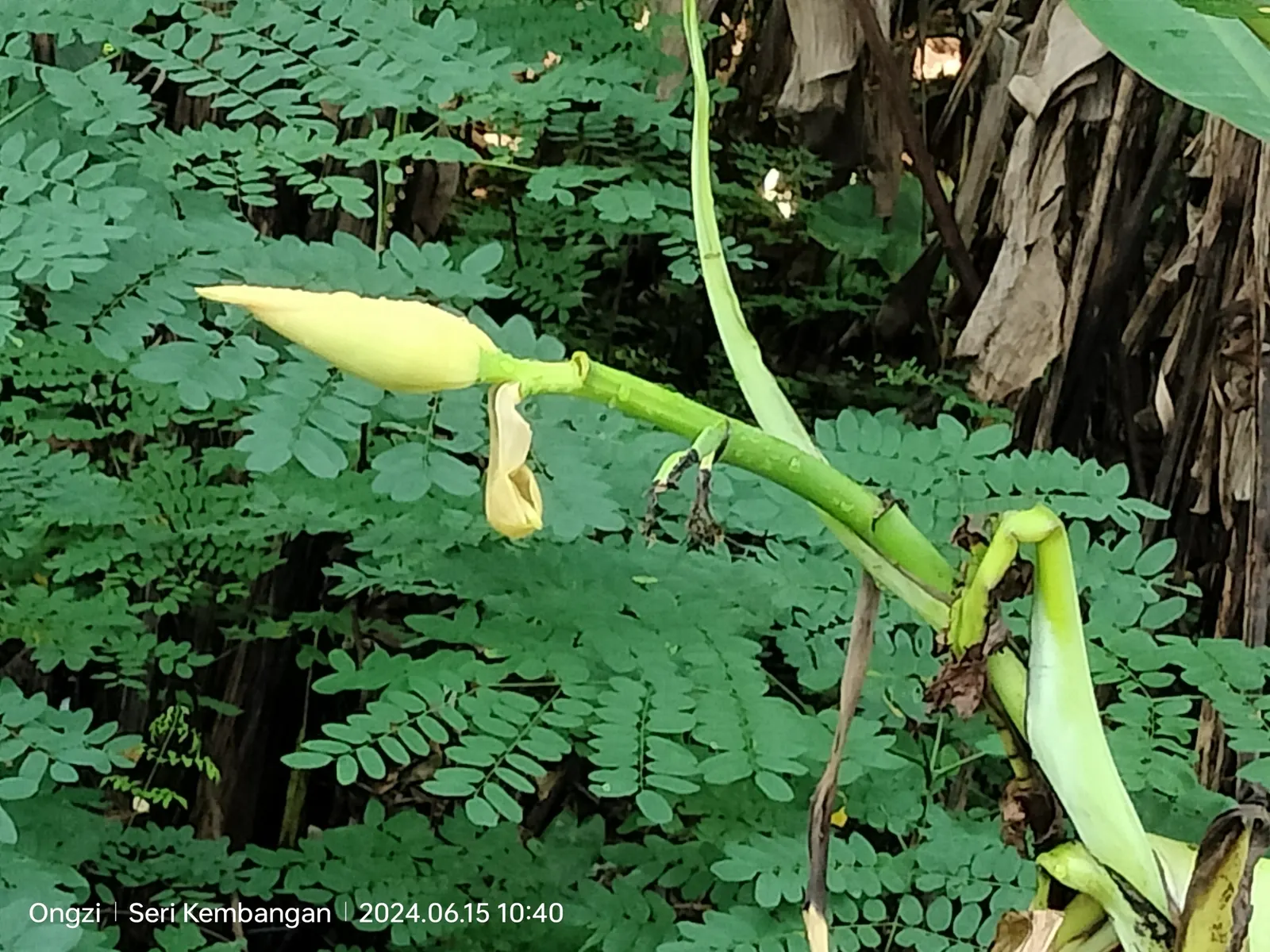Dwarf Cavendish Banana (Musa Acuminata 'Dwarf Cavendish') — The Dwarf Cavendish Banana (Musa acuminata 'Dwarf Cavendish') is an ornamental cultivar that also
