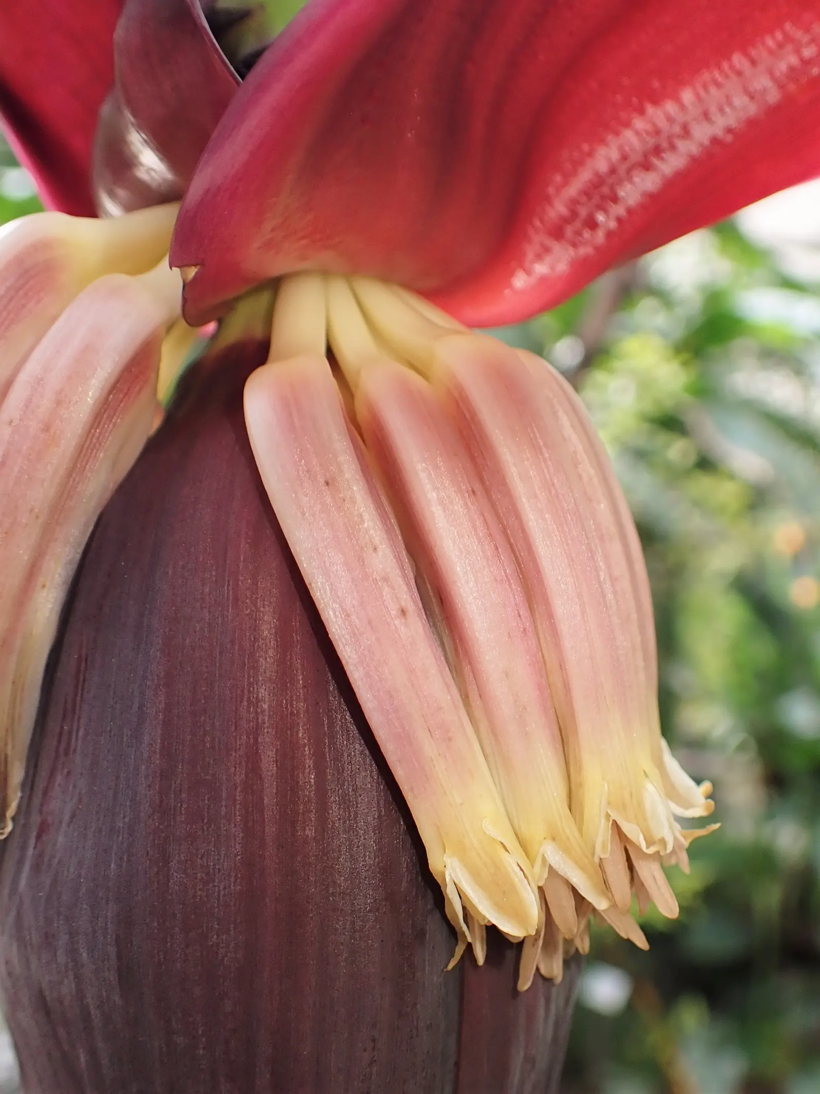 Dwarf Cavendish Banana (Musa Acuminata 'Dwarf Cavendish') — tropical vibe without the height of typical banana plants; are sweet and fully edible