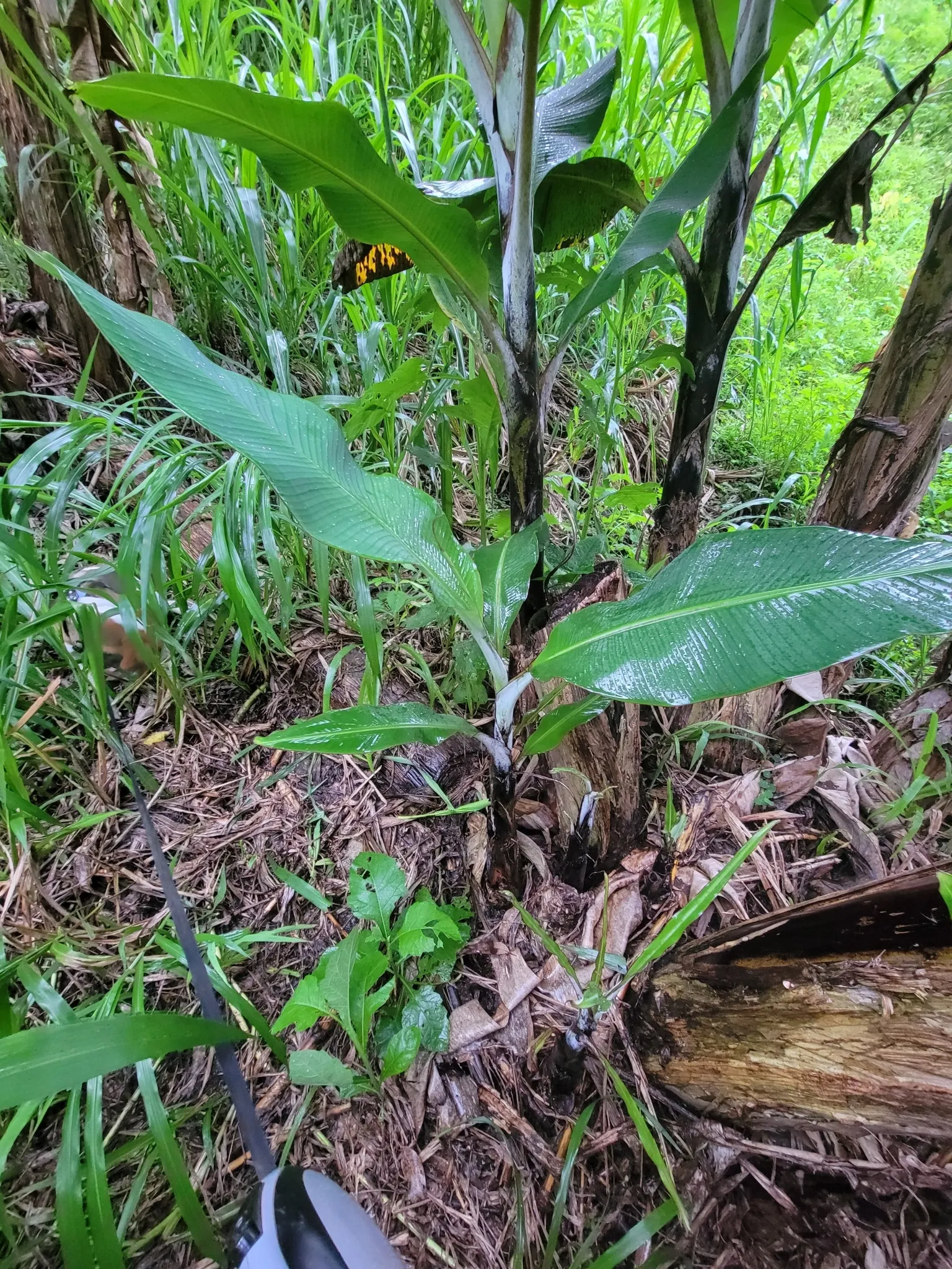 Dwarf Cavendish Banana (Musa Acuminata 'Dwarf Cavendish') — are sweet and fully edible