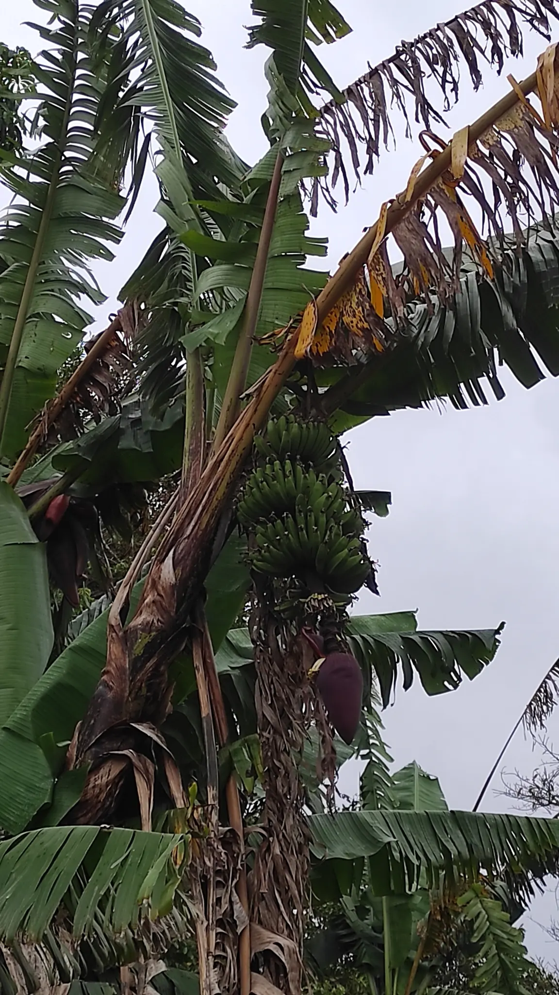 Dwarf Cavendish Banana (Musa Acuminata 'Dwarf Cavendish') — although smaller than commercial bananas