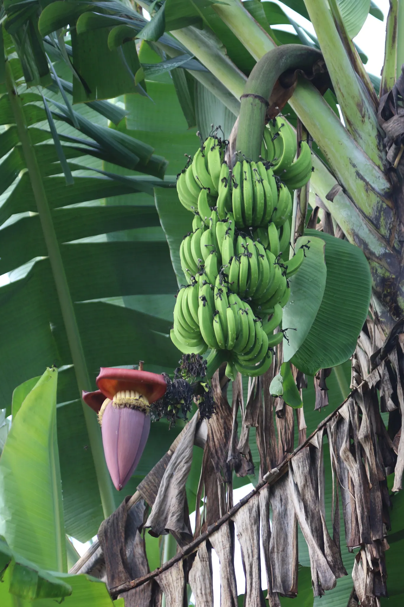 Dwarf Cavendish Banana (Musa Acuminata 'Dwarf Cavendish') — Throughout the growing season