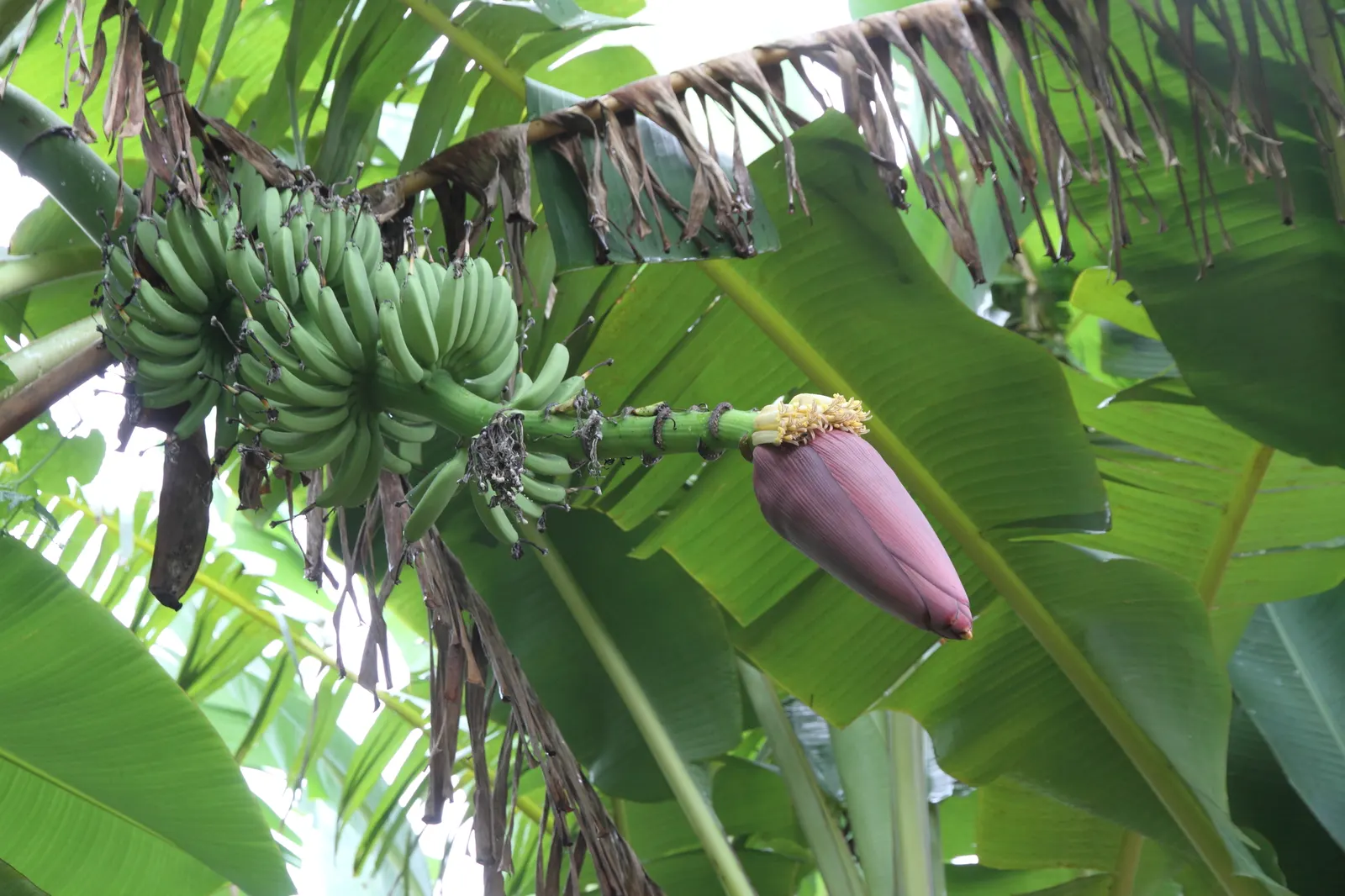 Dwarf Cavendish Banana (Musa Acuminata 'Dwarf Cavendish') — at least 6 hours of direct sun per day; this variety produces sweet, edible bananas and, image 77