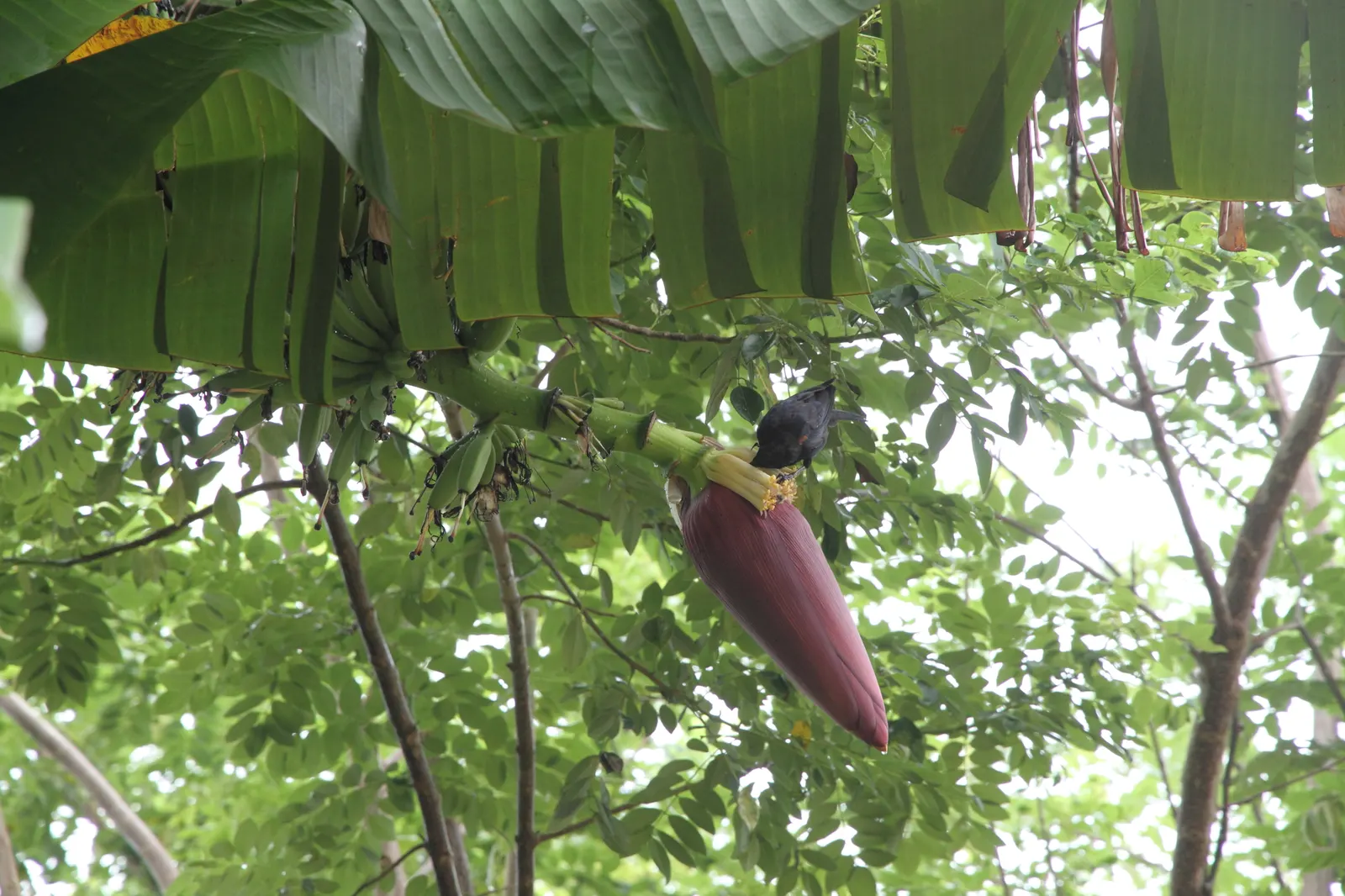 Dwarf Cavendish Banana (Musa Acuminata 'Dwarf Cavendish') — and prefers a well-draining; tropical vibe without the height of typical banana plants
