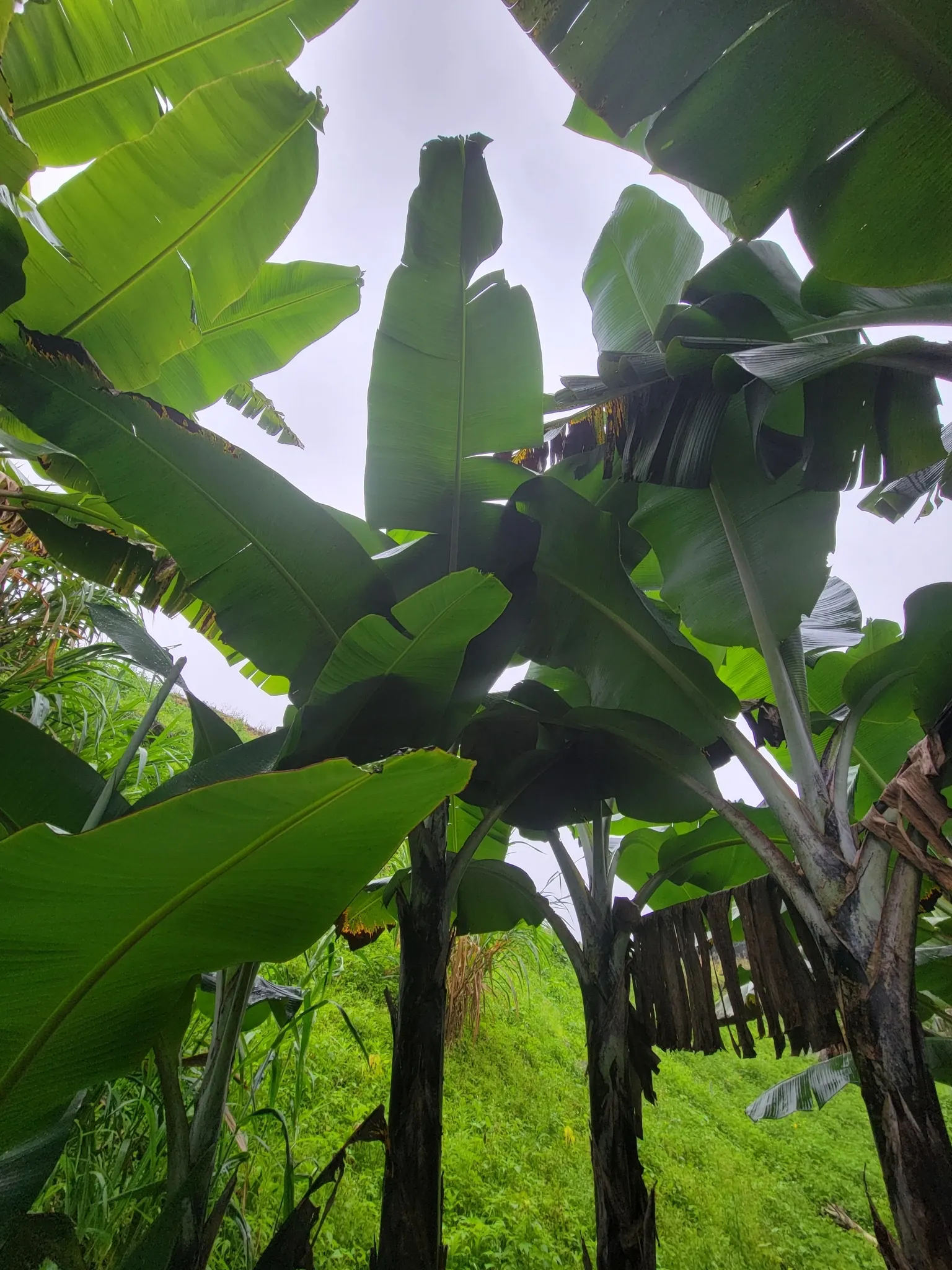 Dwarf Cavendish Banana (Musa Acuminata 'Dwarf Cavendish') — Throughout the growing season; are sweet and fully edible, image 71