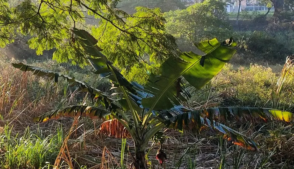 Dwarf Cavendish Banana (Musa Acuminata 'Dwarf Cavendish') — For optimal fruit production; are sweet and fully edible