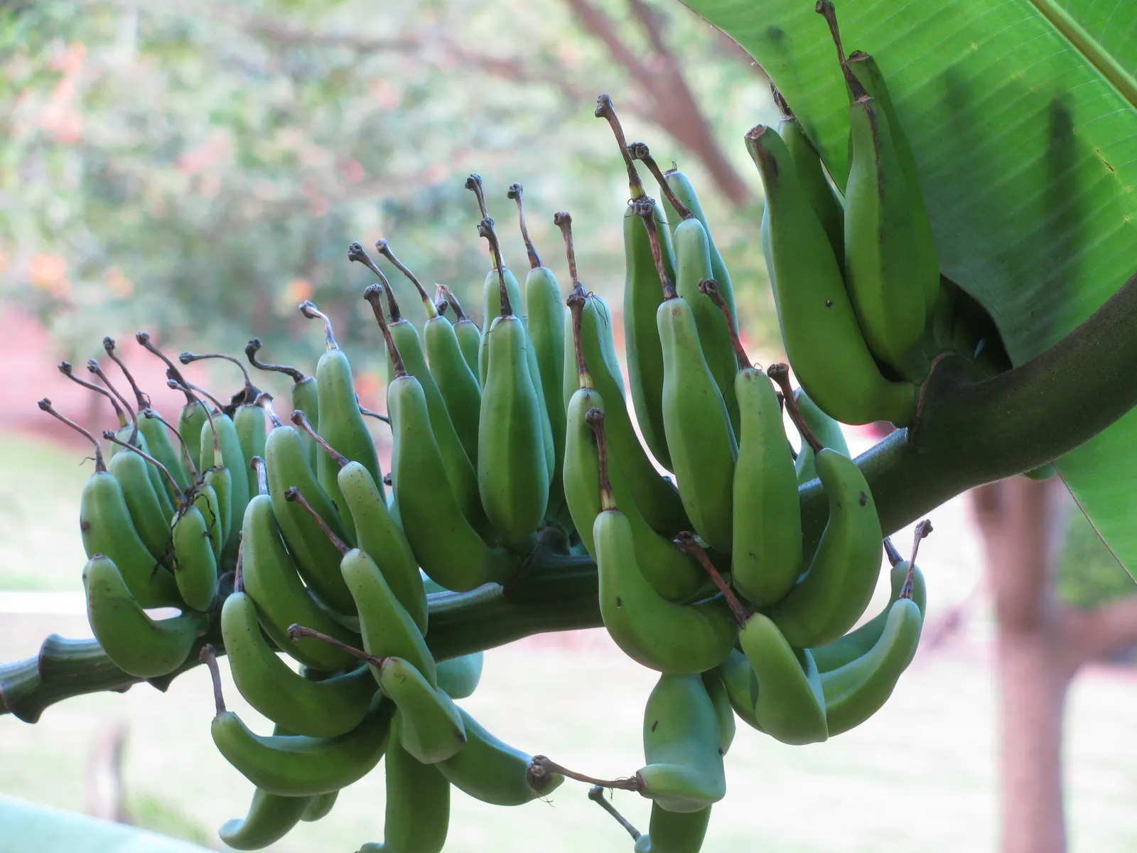 Dwarf Cavendish Banana (Musa Acuminata 'Dwarf Cavendish') — This compact perennial is a tropical plant and is hardy in the USDA hardiness zones 9, image 64