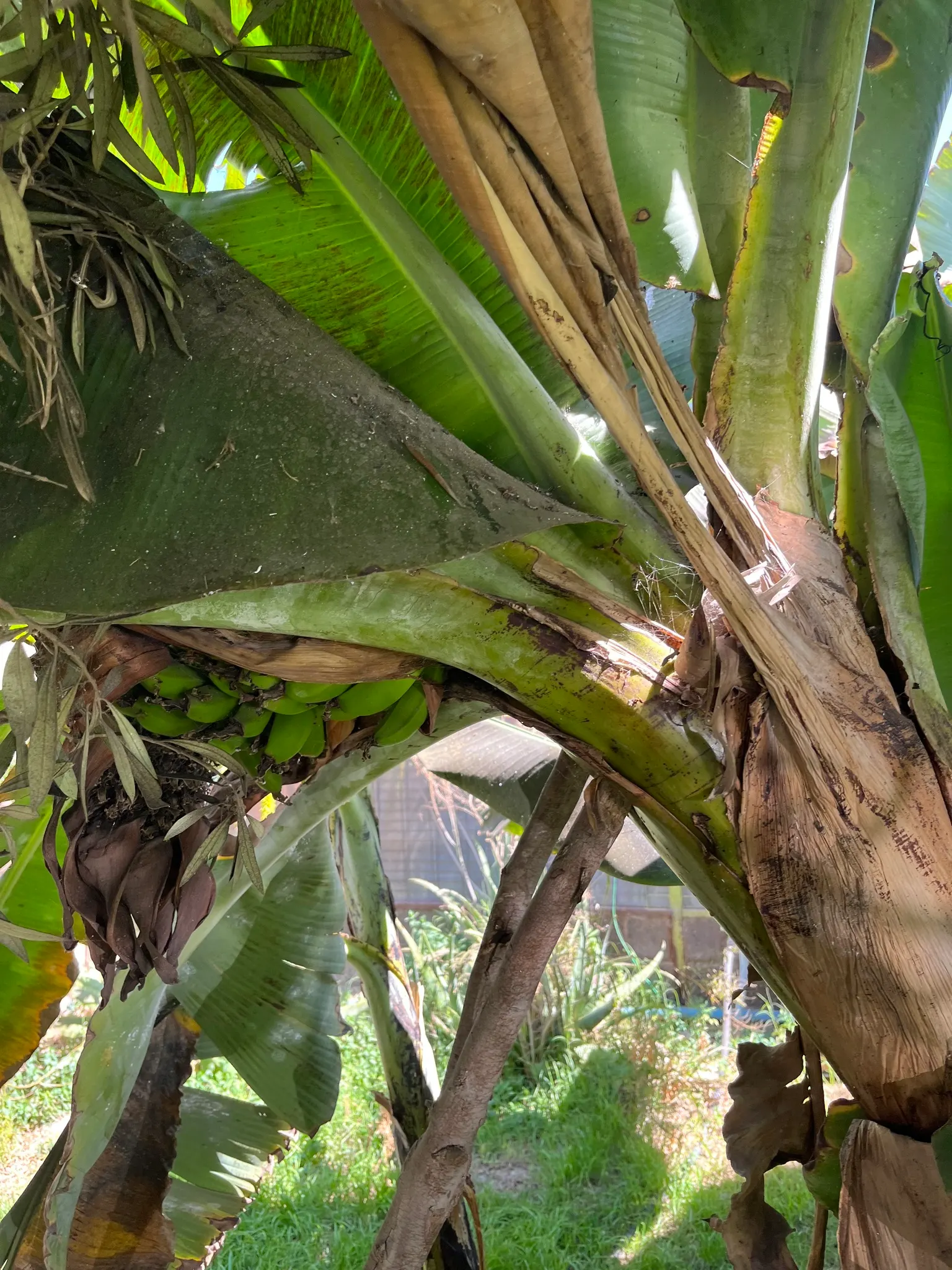 Dwarf Cavendish Banana (Musa Acuminata 'Dwarf Cavendish') — This variety produces sweet, edible bananas and thrives in full sun with well-draining, image 60