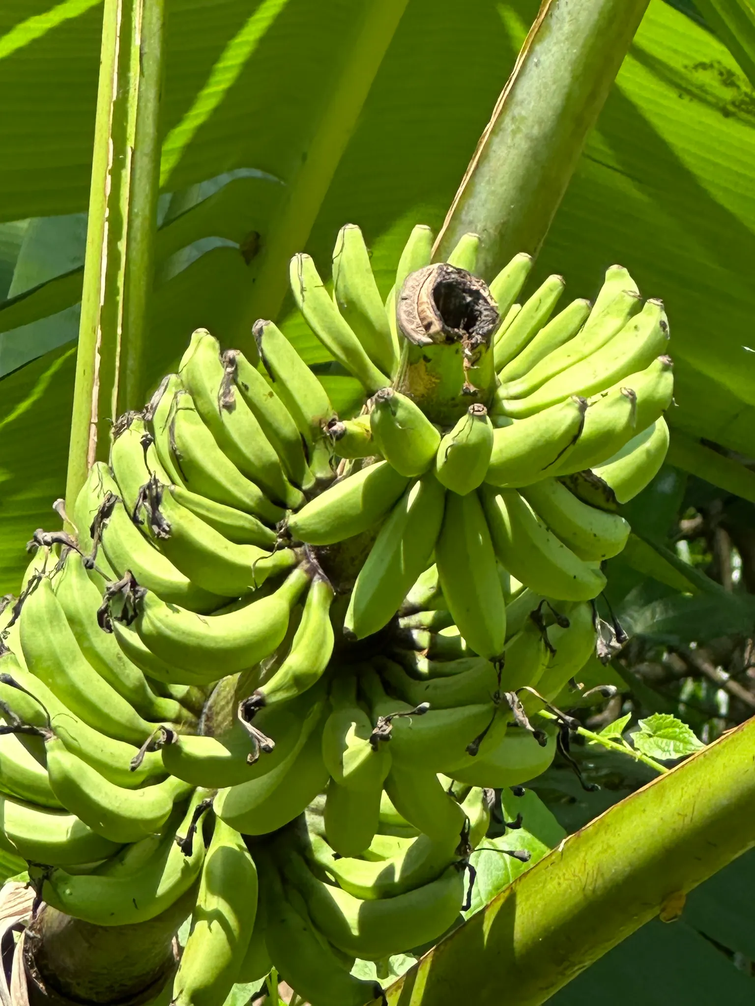 Dwarf Cavendish Banana (Musa Acuminata 'Dwarf Cavendish') — For optimal fruit production; are sweet and fully edible, image 75