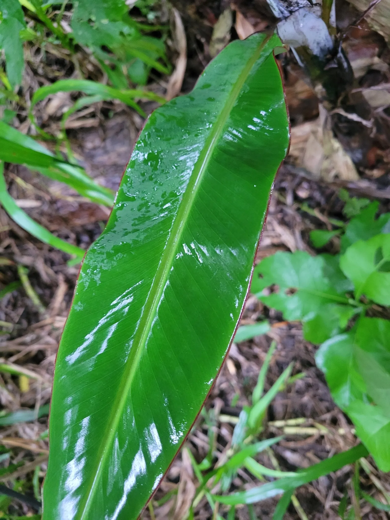 Dwarf Cavendish Banana (Musa Acuminata 'Dwarf Cavendish') — With a mature height ranging from 6 to 8 feet and a spread of 2 to 4 feet; this variety, image 65
