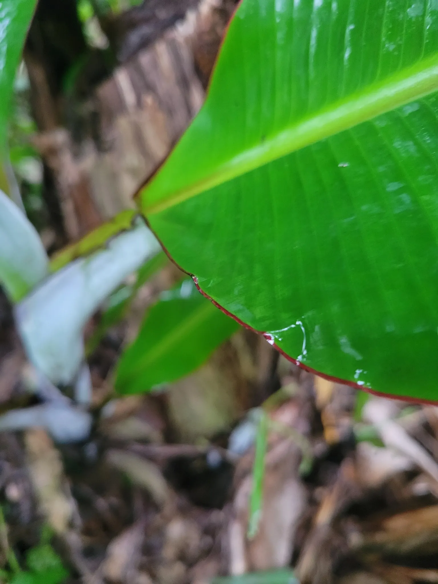 Dwarf Cavendish Banana (Musa Acuminata 'Dwarf Cavendish') — The Dwarf Cavendish Banana (Musa acuminata 'Dwarf Cavendish') is a compact tropical, image 57
