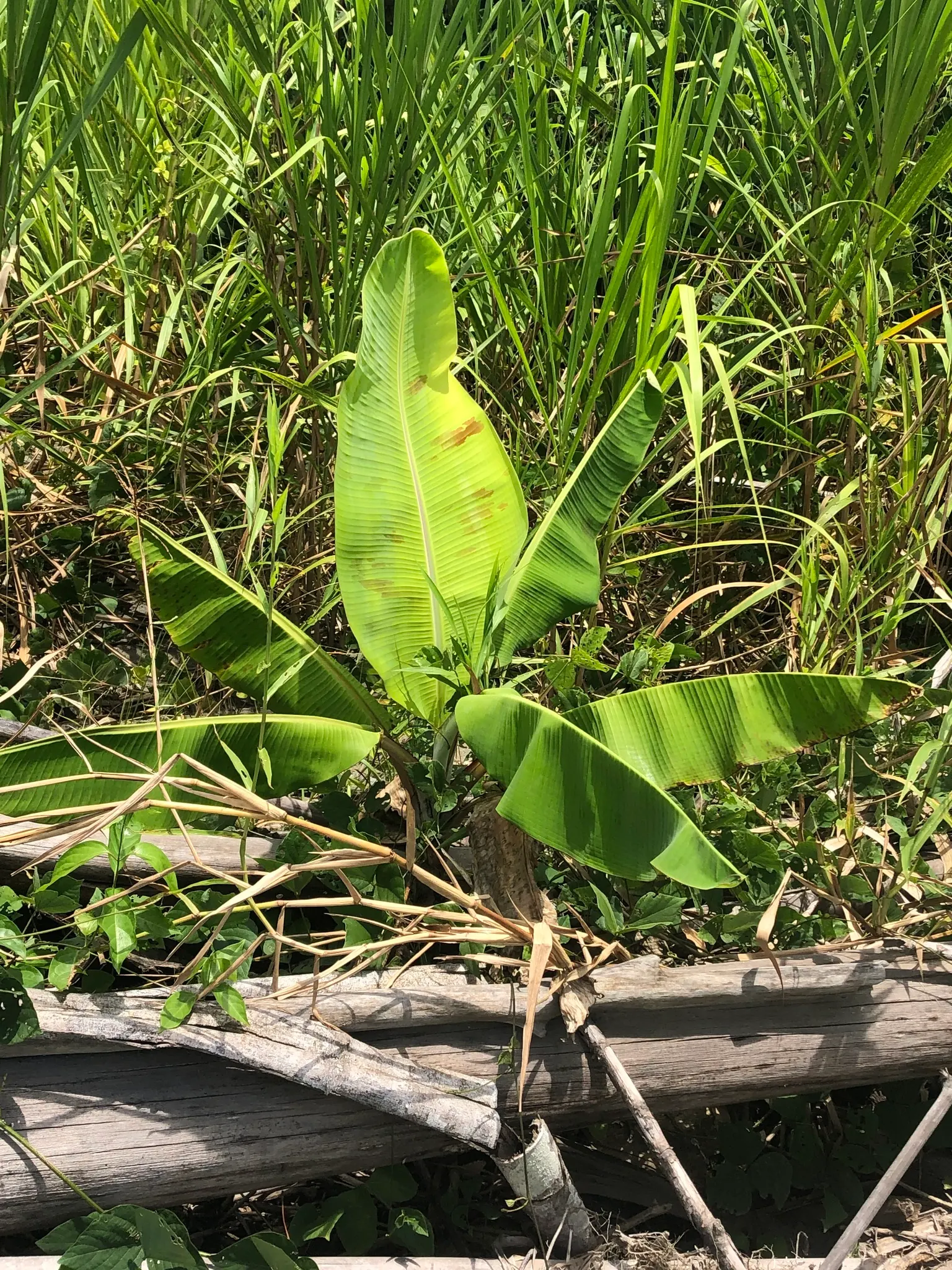 Dwarf Cavendish Banana (Musa Acuminata 'Dwarf Cavendish') — Regular watering and fertilization are key for optimal growth; tropical vibe without, image 62