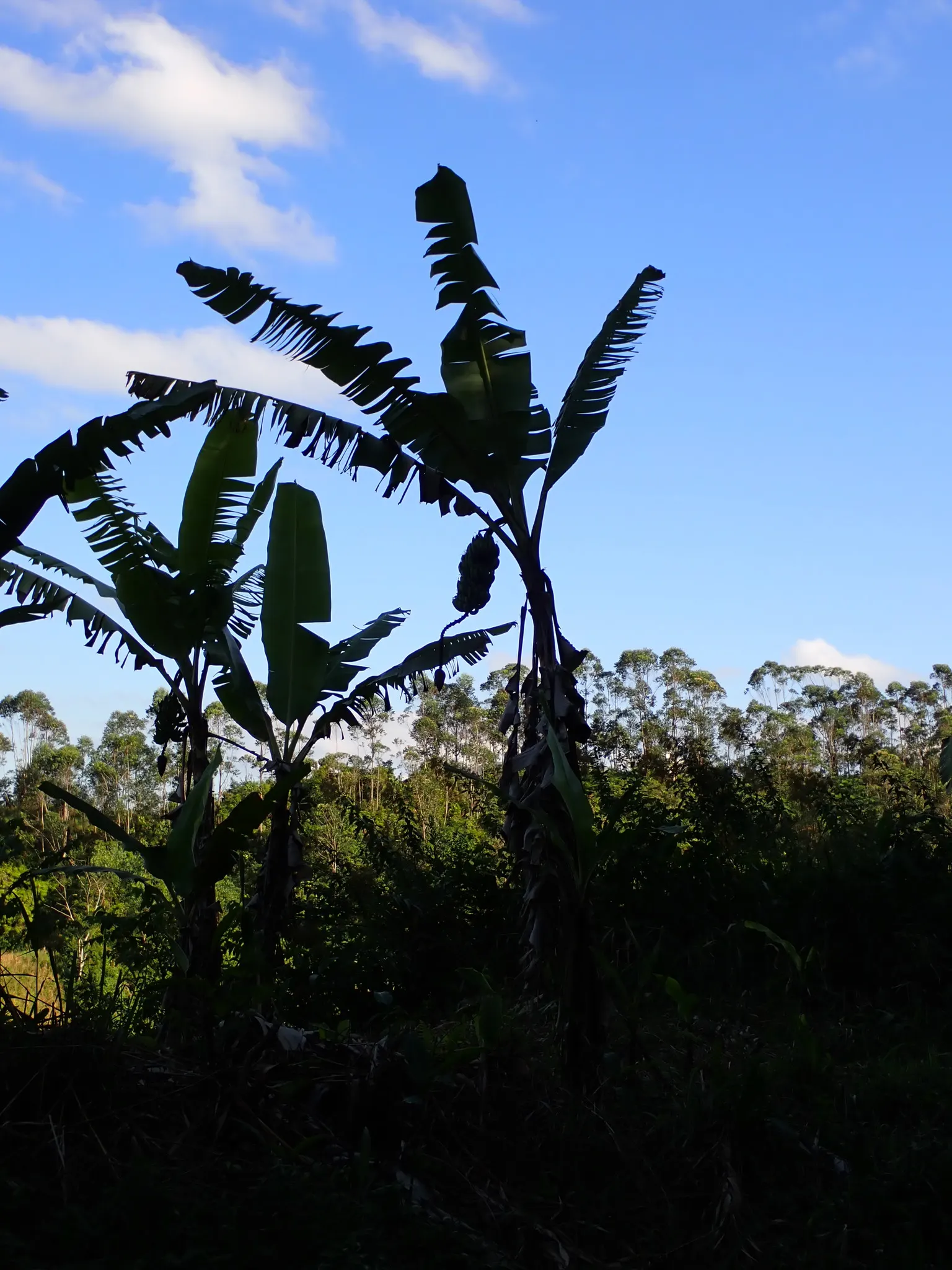 Dwarf Cavendish Banana (Musa Acuminata 'Dwarf Cavendish') — the plant necessitates ample sunlight; with its convenient size and appealing fruit, image 76