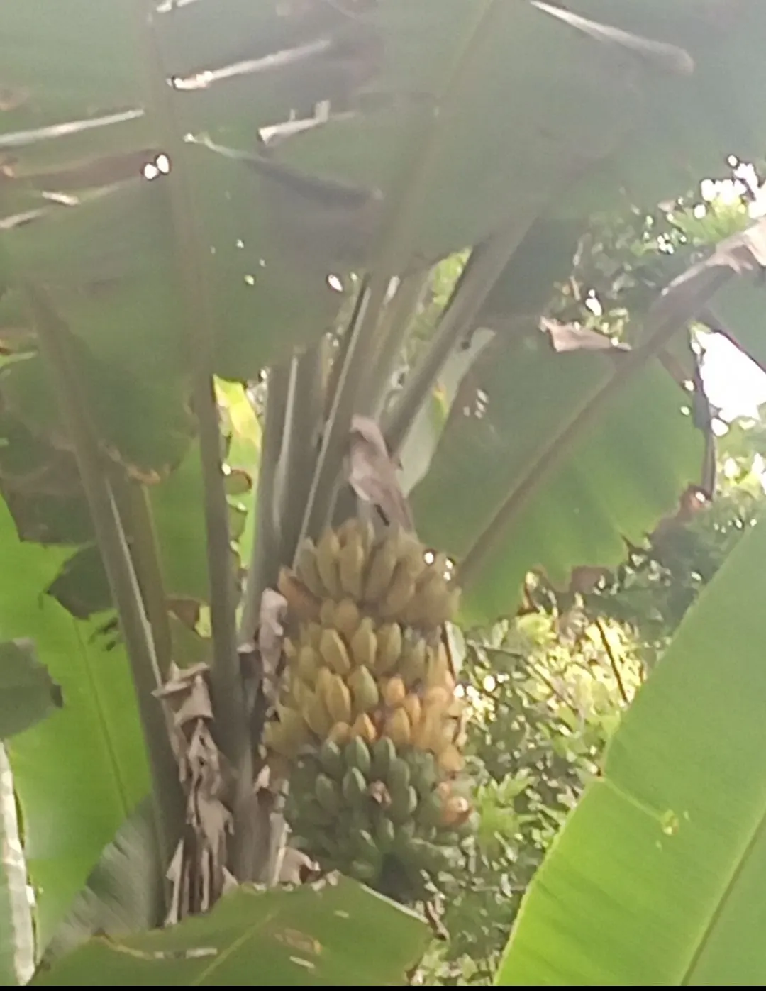 Dwarf Cavendish Banana (Musa Acuminata 'Dwarf Cavendish') — The Dwarf Cavendish Banana (Musa acuminata 'Dwarf Cavendish') is an ornamental cultivar, image 63