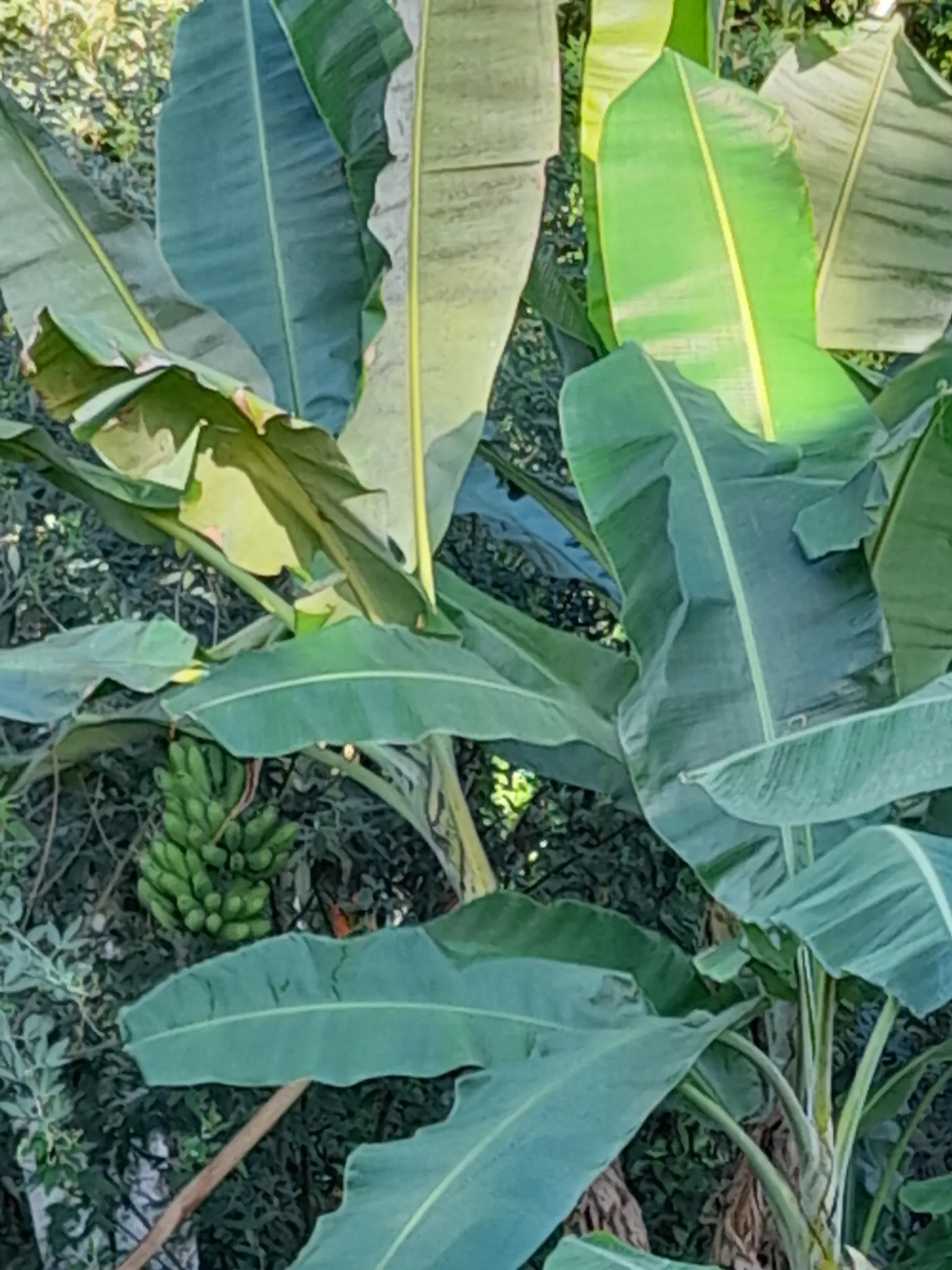 Dwarf Cavendish Banana (Musa Acuminata 'Dwarf Cavendish') — perennial with yellow blooms; are sweet and fully edible