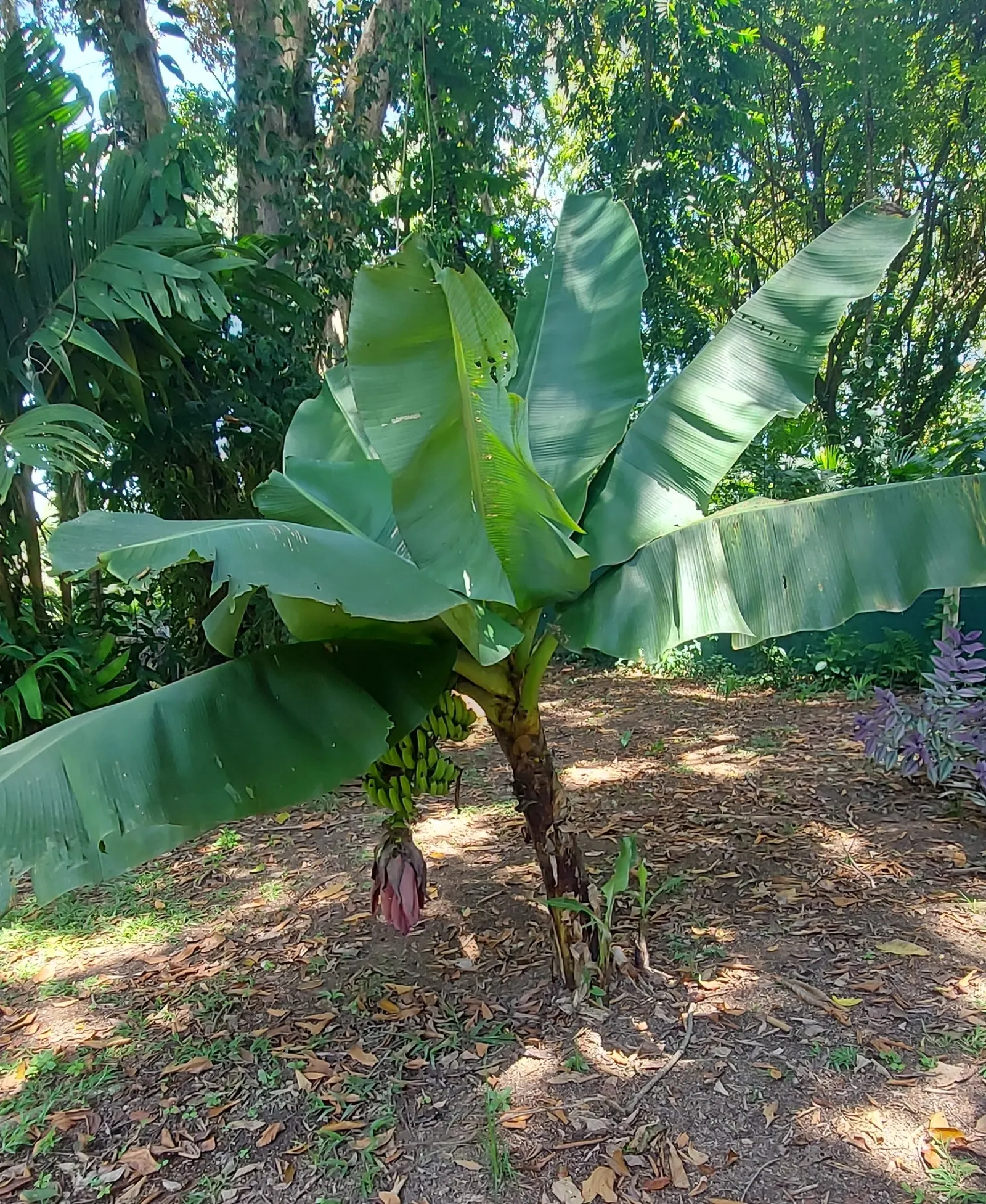 Dwarf Cavendish Banana (Musa Acuminata 'Dwarf Cavendish') — are sweet and fully edible; tropical vibe without the height of typical banana plants