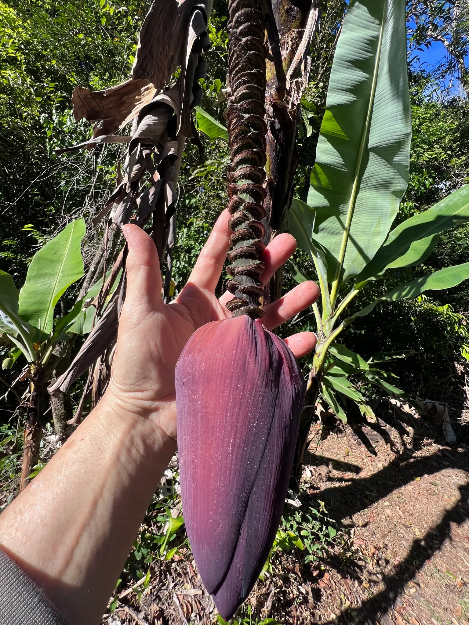 Dwarf Cavendish Banana (Musa Acuminata 'Dwarf Cavendish') — the plant necessitates ample sunlight; with its convenient size and appealing fruit