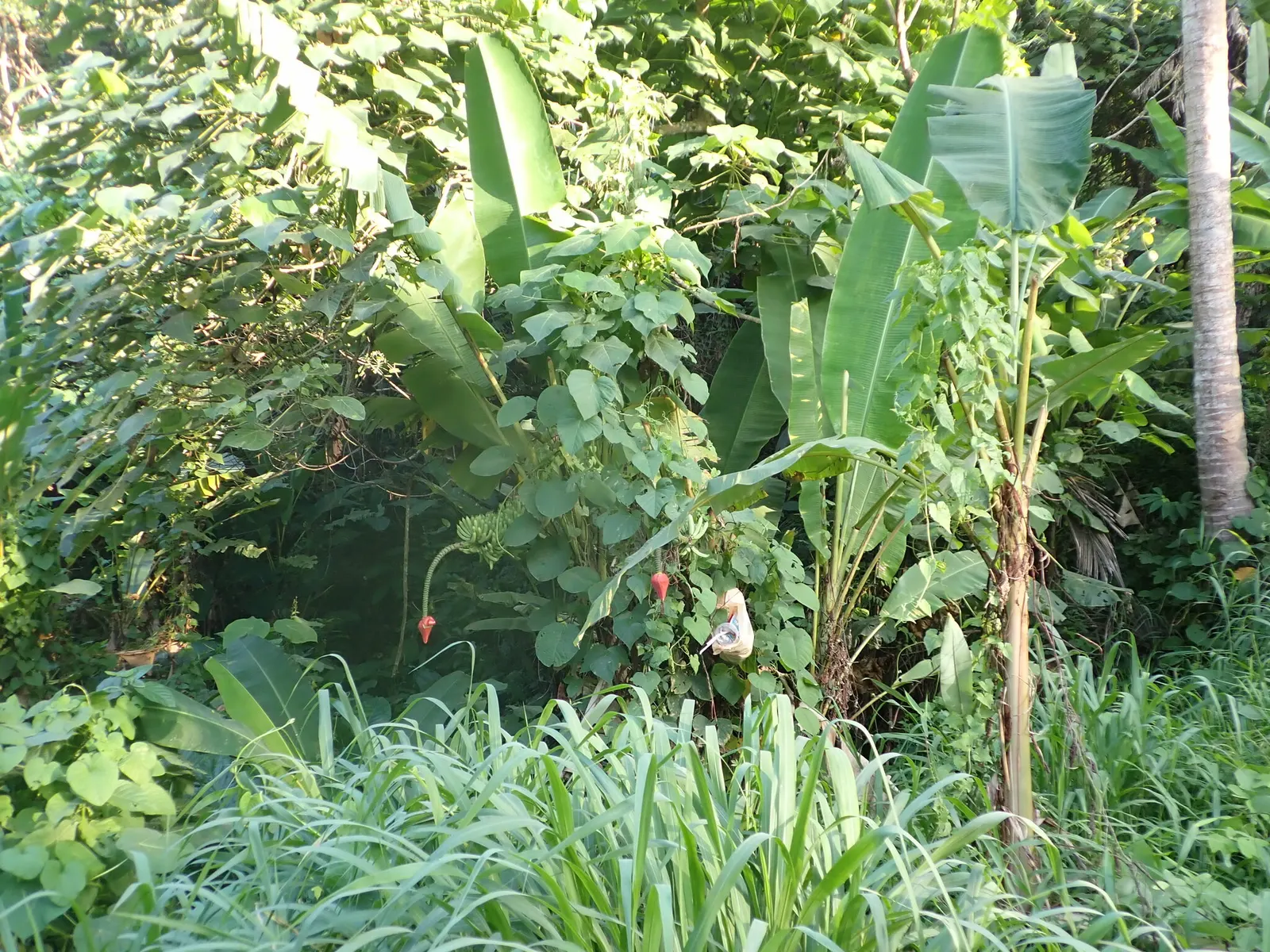 Dwarf Cavendish Banana (Musa Acuminata 'Dwarf Cavendish') — tropical vibe without the height of typical banana plants; are sweet and fully edible, image 67