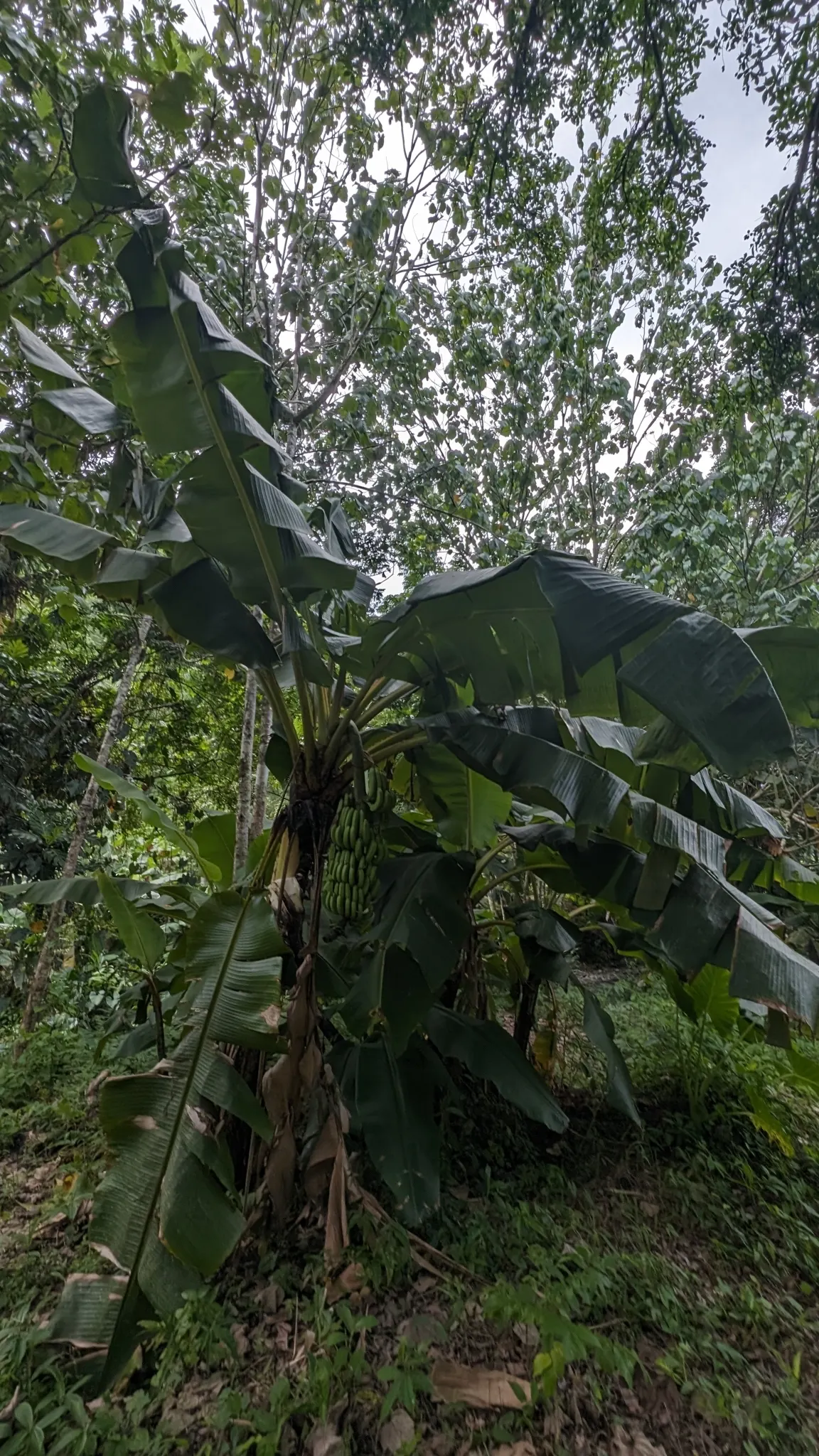 Dwarf Cavendish Banana (Musa Acuminata 'Dwarf Cavendish') — It's crucial to water regularly; are sweet and fully edible