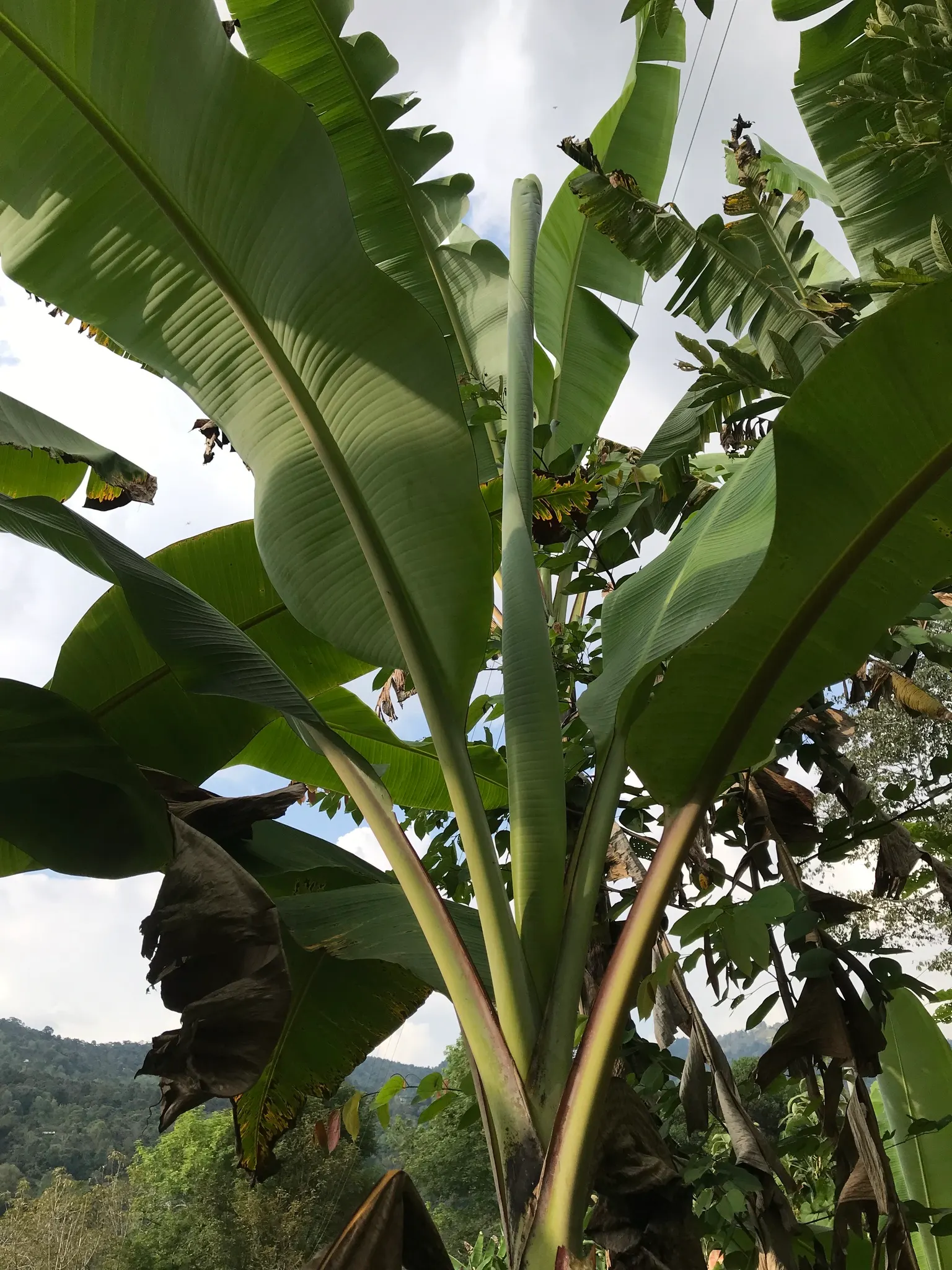 Dwarf Cavendish Banana (Musa Acuminata 'Dwarf Cavendish') — Hardy in USDA zones 10-11, it requires protection or indoor overwintering in cooler, image 61