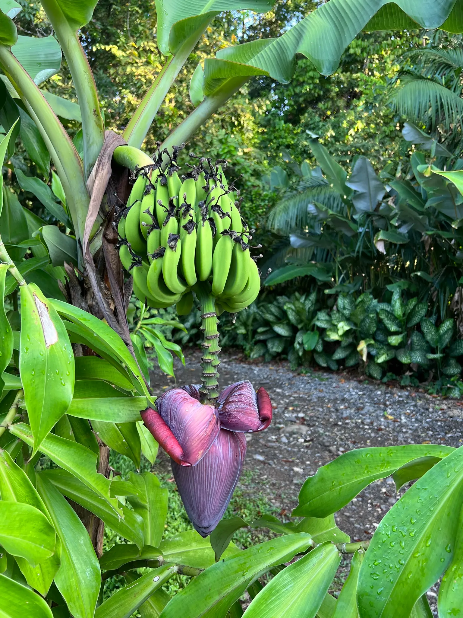 Dwarf Cavendish Banana (Musa Acuminata 'Dwarf Cavendish') — The foliage may develop characteristic horizontal tears, giving it a distinctive, image 70