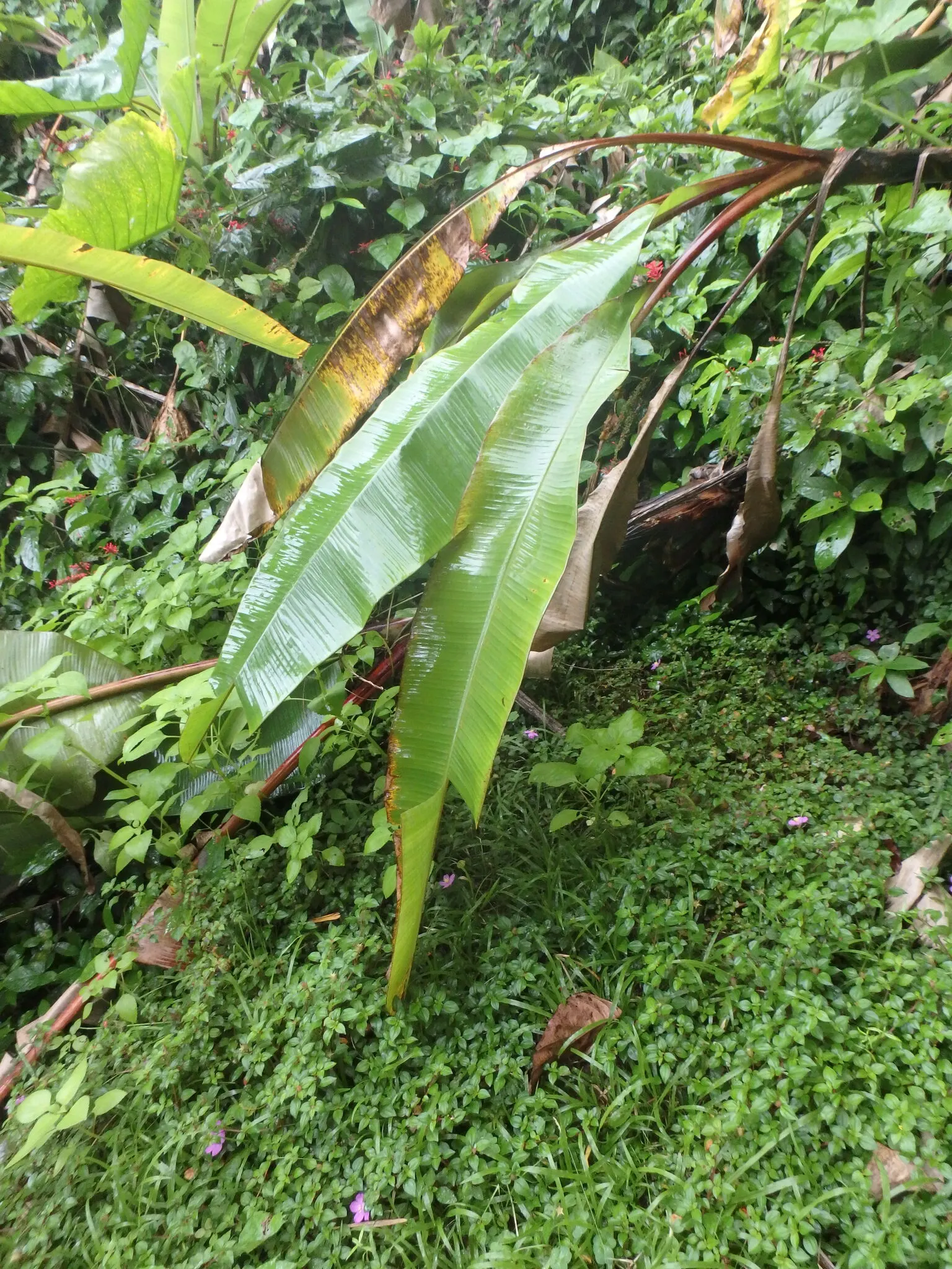 Dwarf Cavendish Banana (Musa Acuminata 'Dwarf Cavendish') — maintaining evenly moist soil (not wet) and providing a balanced fertilizer during the, image 80