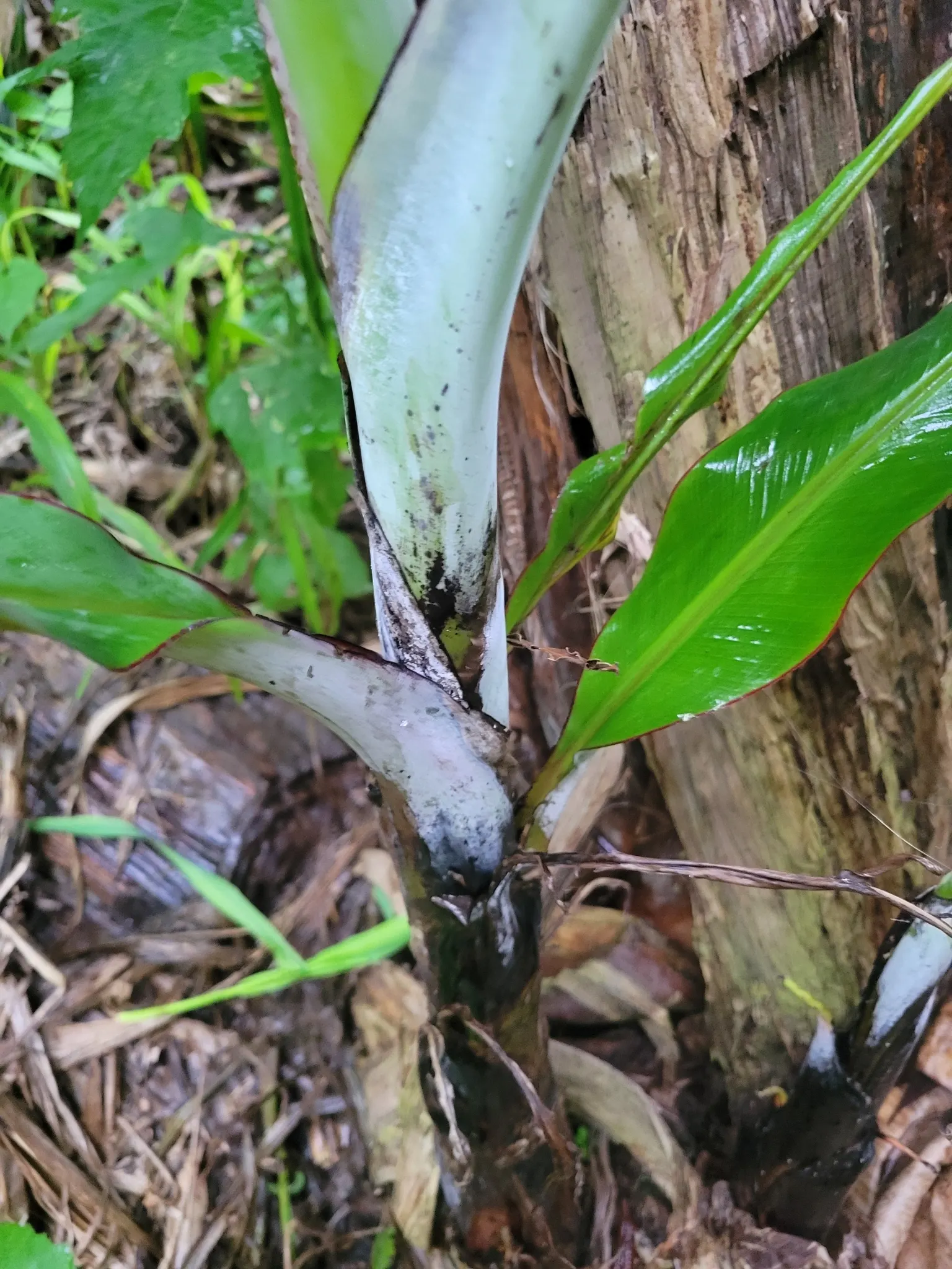 Dwarf Cavendish Banana (Musa Acuminata 'Dwarf Cavendish') — The foliage may develop characteristic horizontal tears, giving it a distinctive, wind-swept